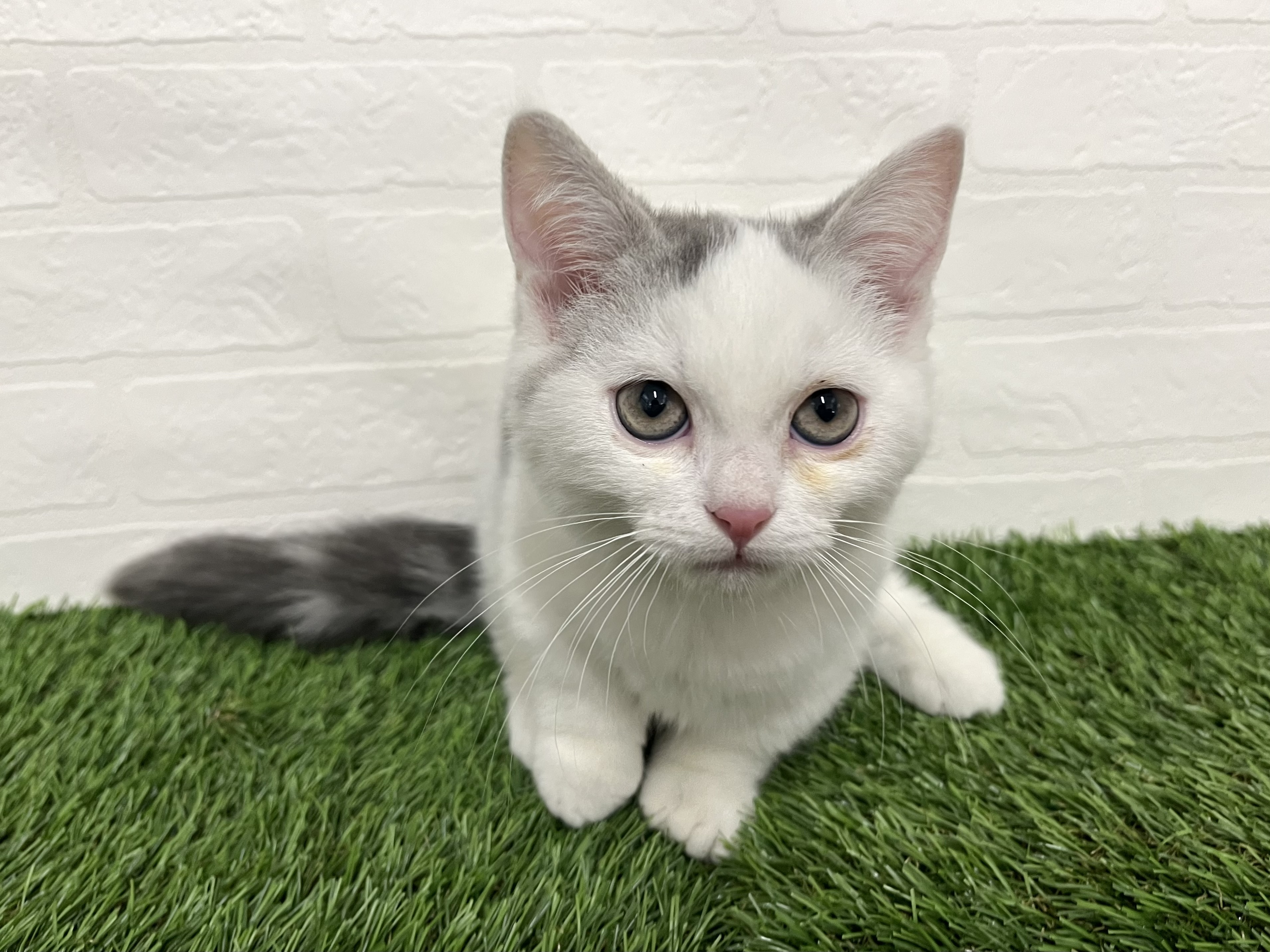 神奈川県のマンチカン (ワンニャンハウス新山下店/2025年8月29日生まれ/男の子/ブルータビーホワイト)の子猫の1枚目の画像