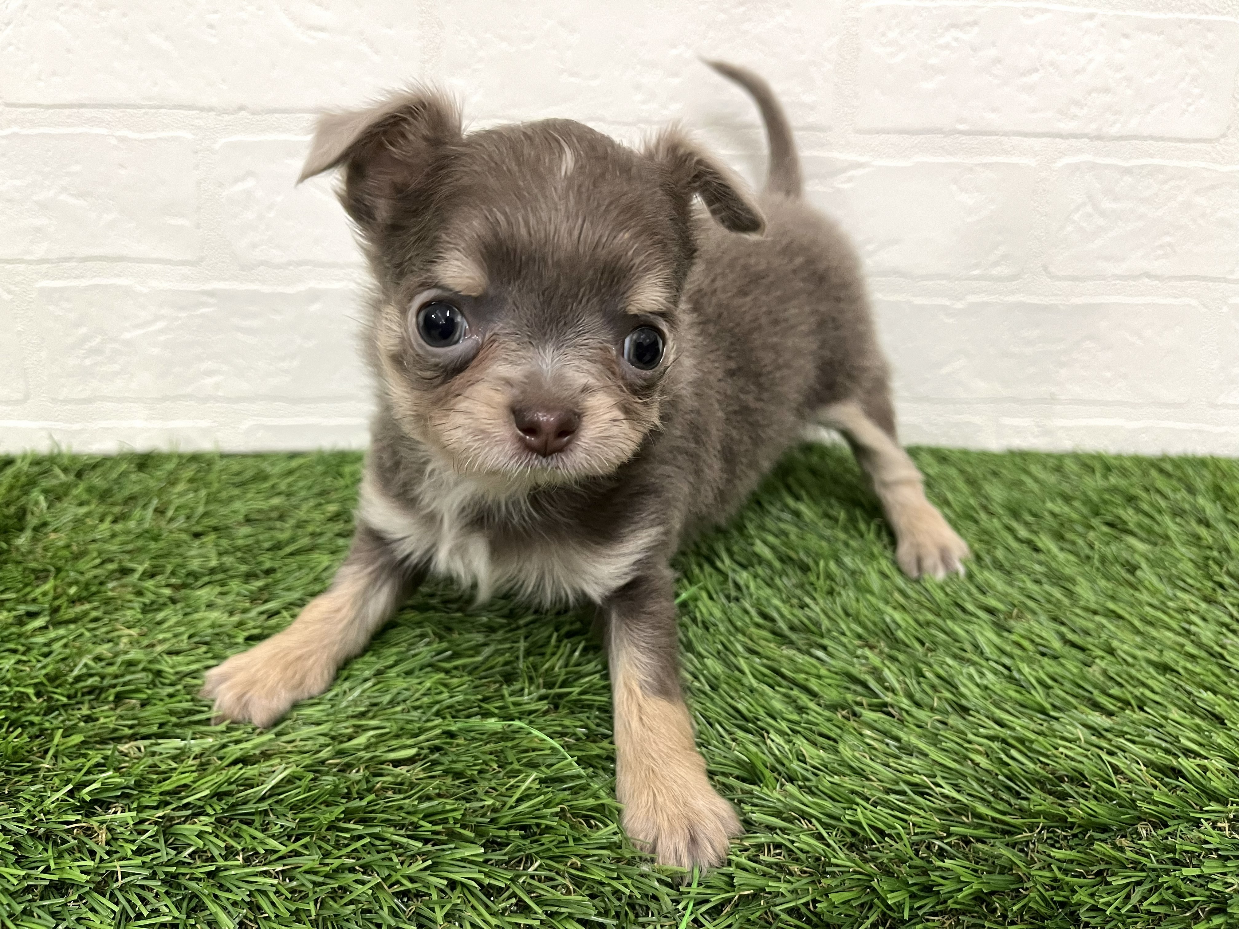 神奈川県のチワワ(ロング) (ワンニャンハウス新山下店/2026年1月13日生まれ/男の子/イザベラホワイト)の子犬の3枚目の画像