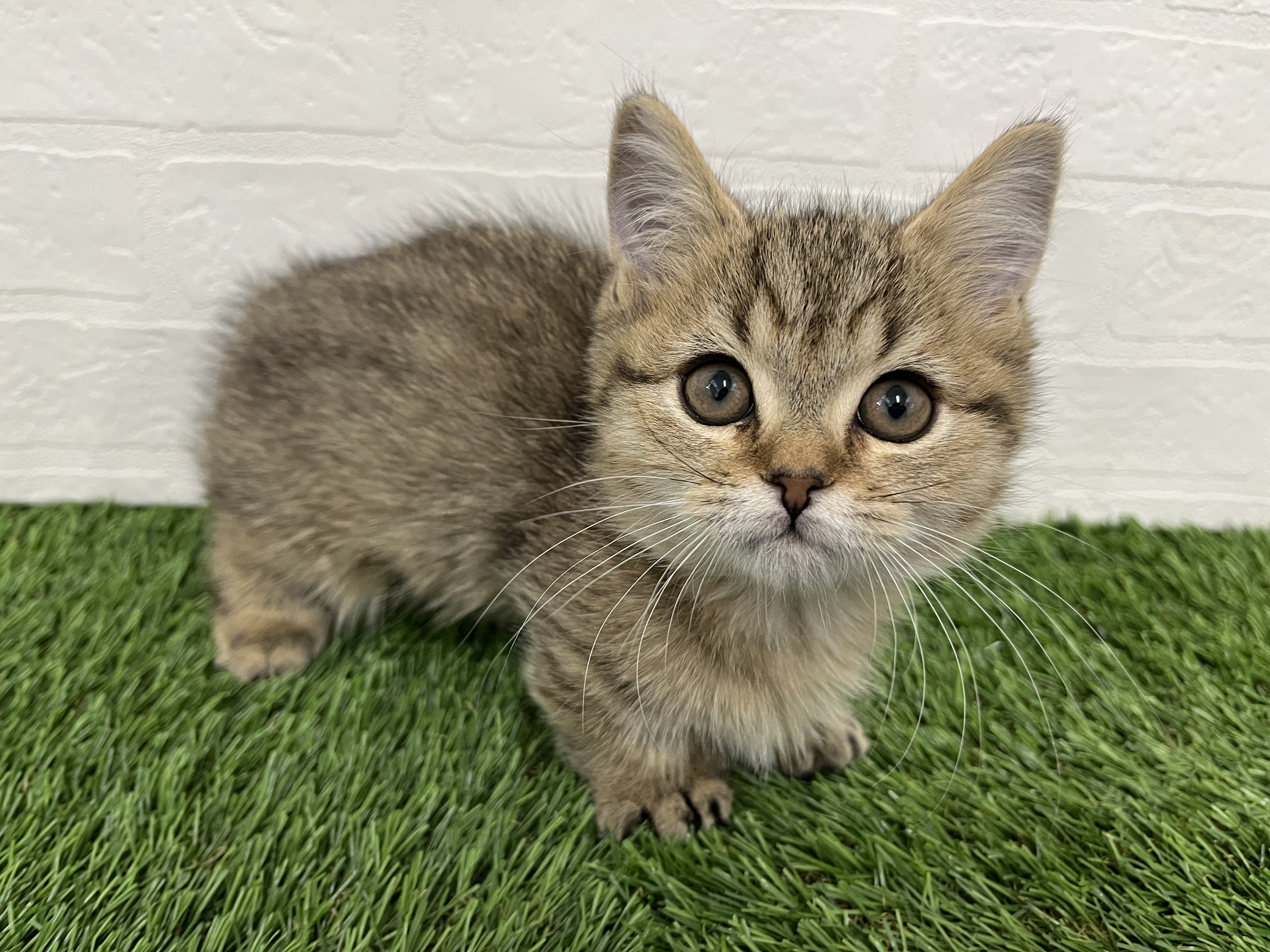 神奈川県のミヌエット (ワンニャンハウス新山下店/2025年10月9日生まれ/男の子/ブラウンタビー)の子猫の4枚目の画像