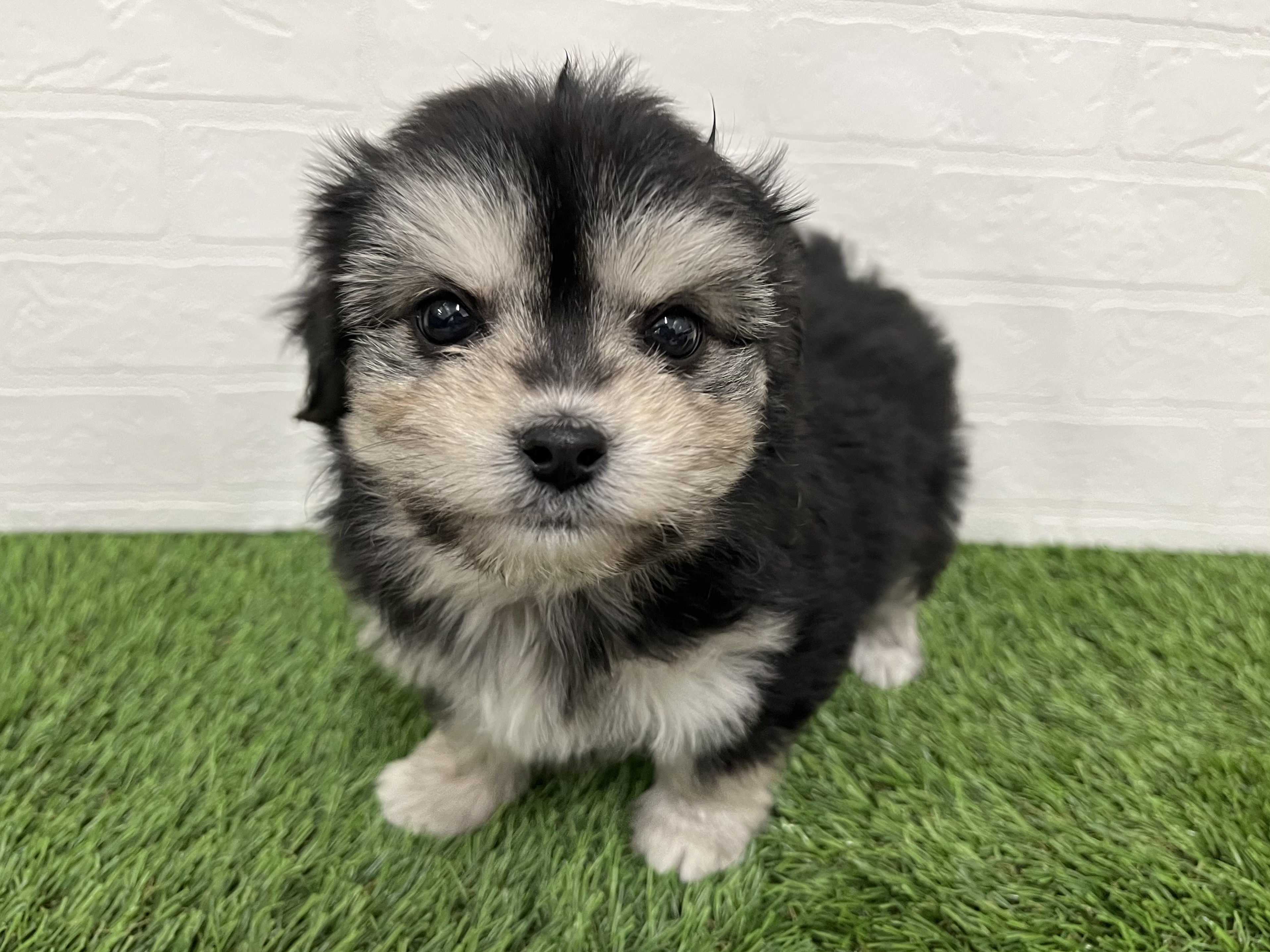 神奈川県のチワマル/マルチワ(チワワ×マルチーズ) (ワンニャンハウス新山下店/2025年10月23日生まれ/女の子/ブラックタン)の子犬の4枚目の画像