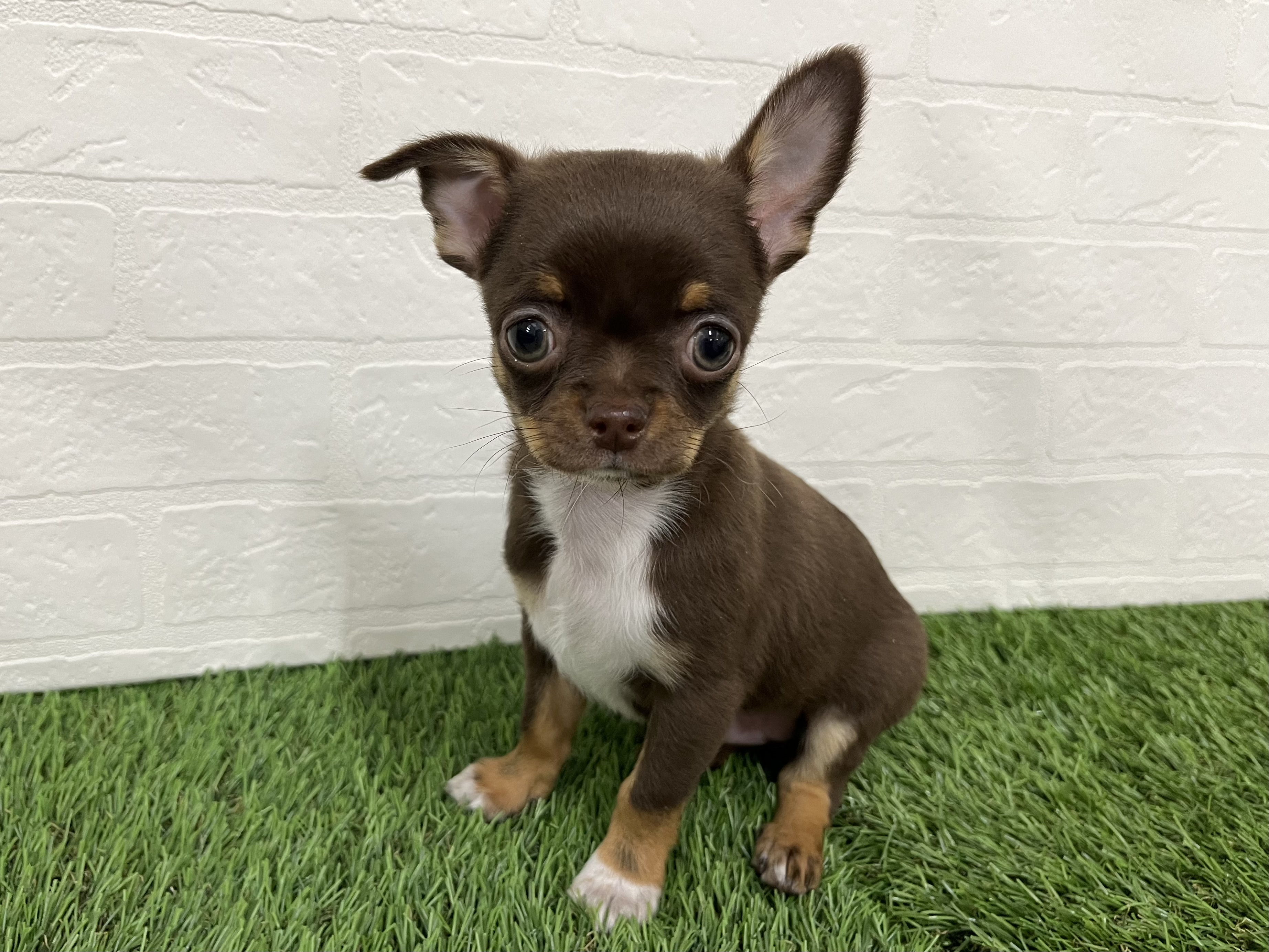 神奈川県のチワワ(ロング) (ワンニャンハウス新山下店/2025年10月9日生まれ/男の子/チョコレートタン)の子犬の2枚目の画像