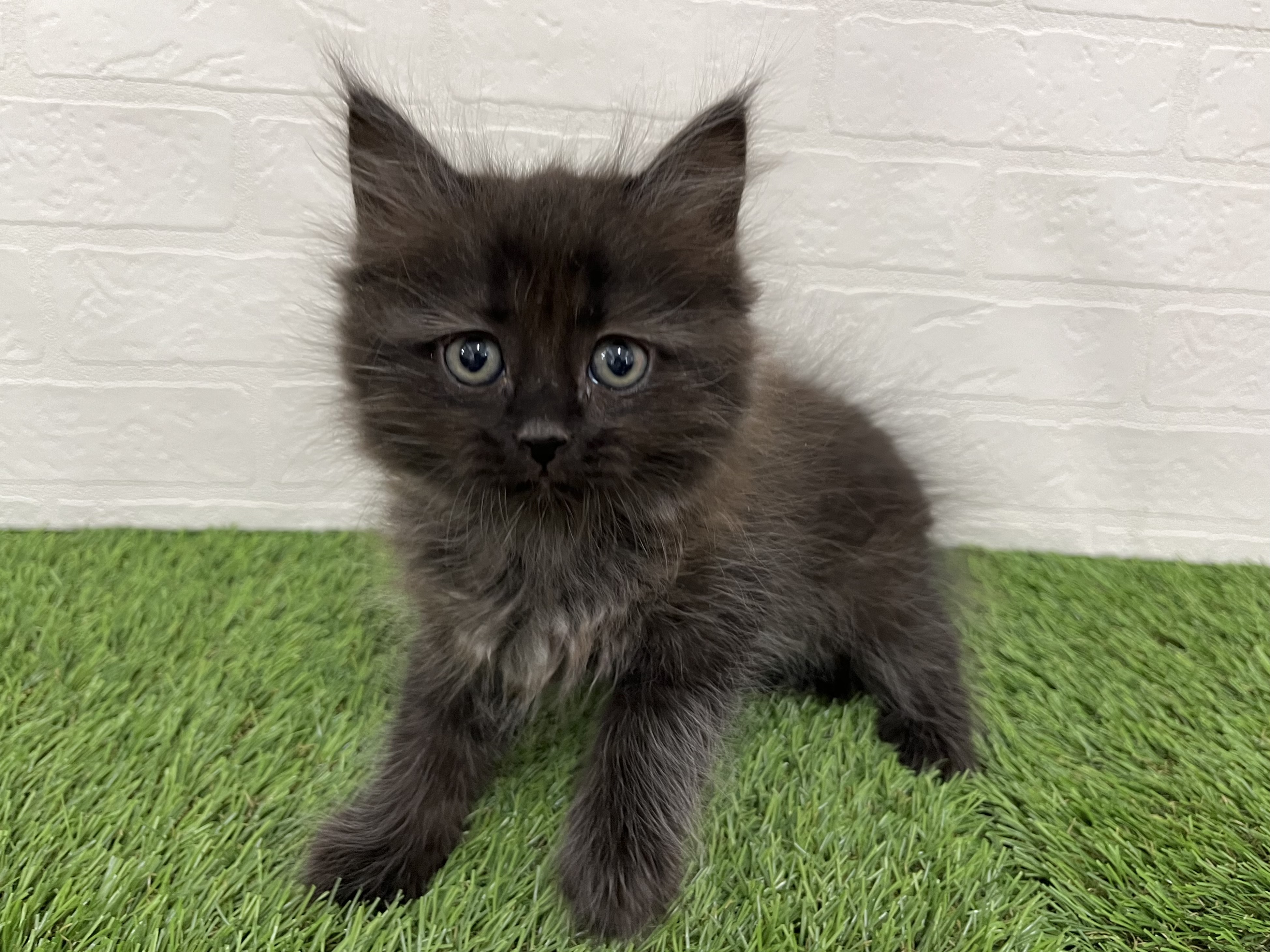 神奈川県のサイベリアン (ワンニャンハウス新山下店/2025年11月23日生まれ/男の子/ブラックスモーク)の子猫の2枚目の画像