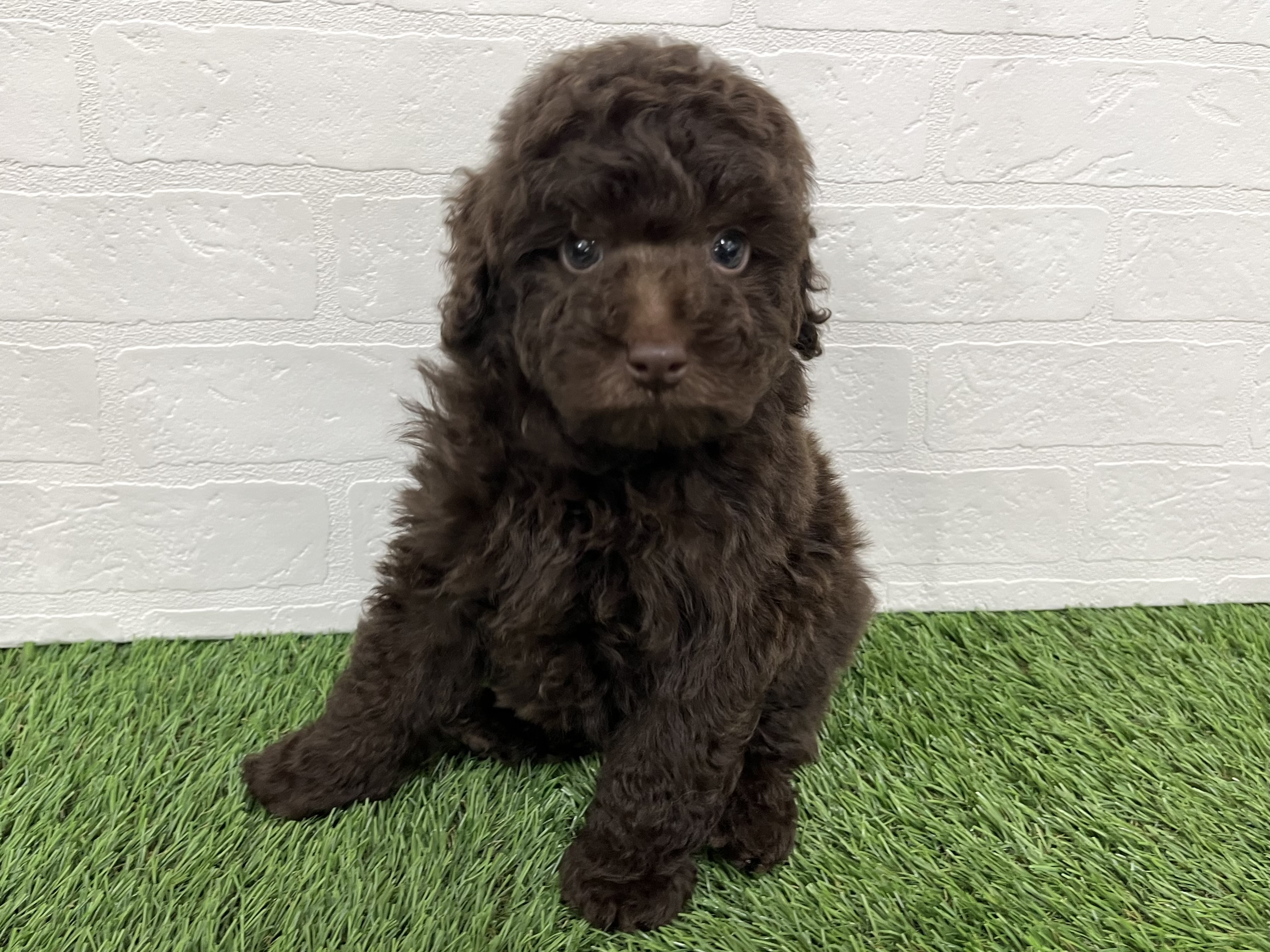 神奈川県のトイプードル(トイ) (ワンニャンハウス新山下店/2025年10月6日生まれ/男の子/ブラウン)の子犬の1枚目の画像