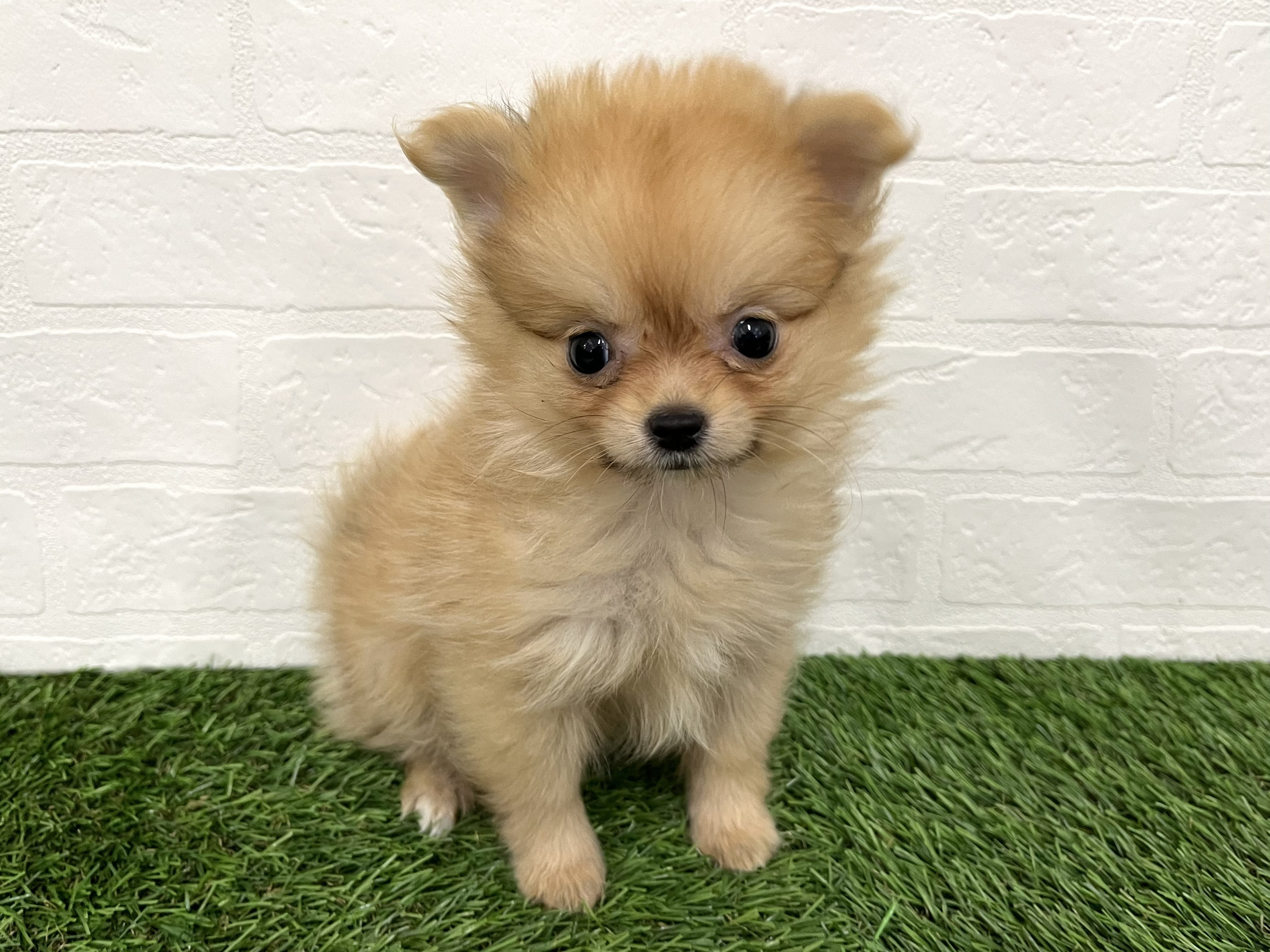 神奈川県のポメチワ/チワポメ/ポメチー(ポメラニアン×チワワ) (ワンニャンハウス新山下店/2026年1月6日生まれ/女の子/オレンジ)の子犬の3枚目の画像