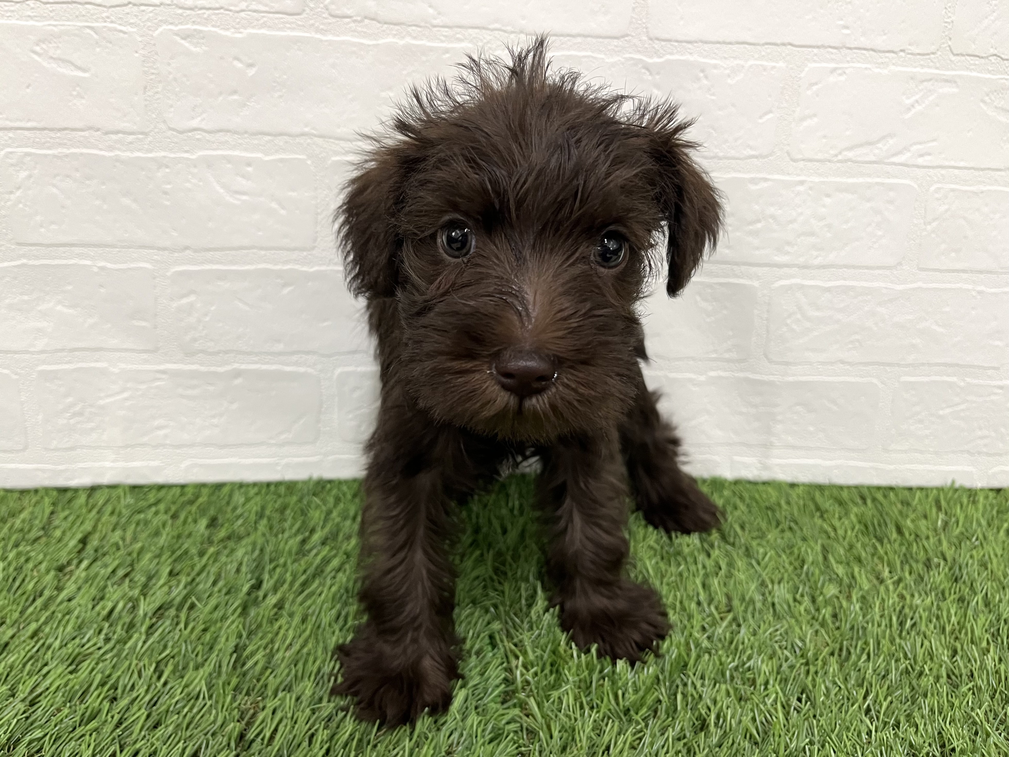 神奈川県のミニチュアシュナウザー (ワンニャンハウス新山下店/2025年10月12日生まれ/女の子/レバーホワイト)の子犬の1枚目の画像