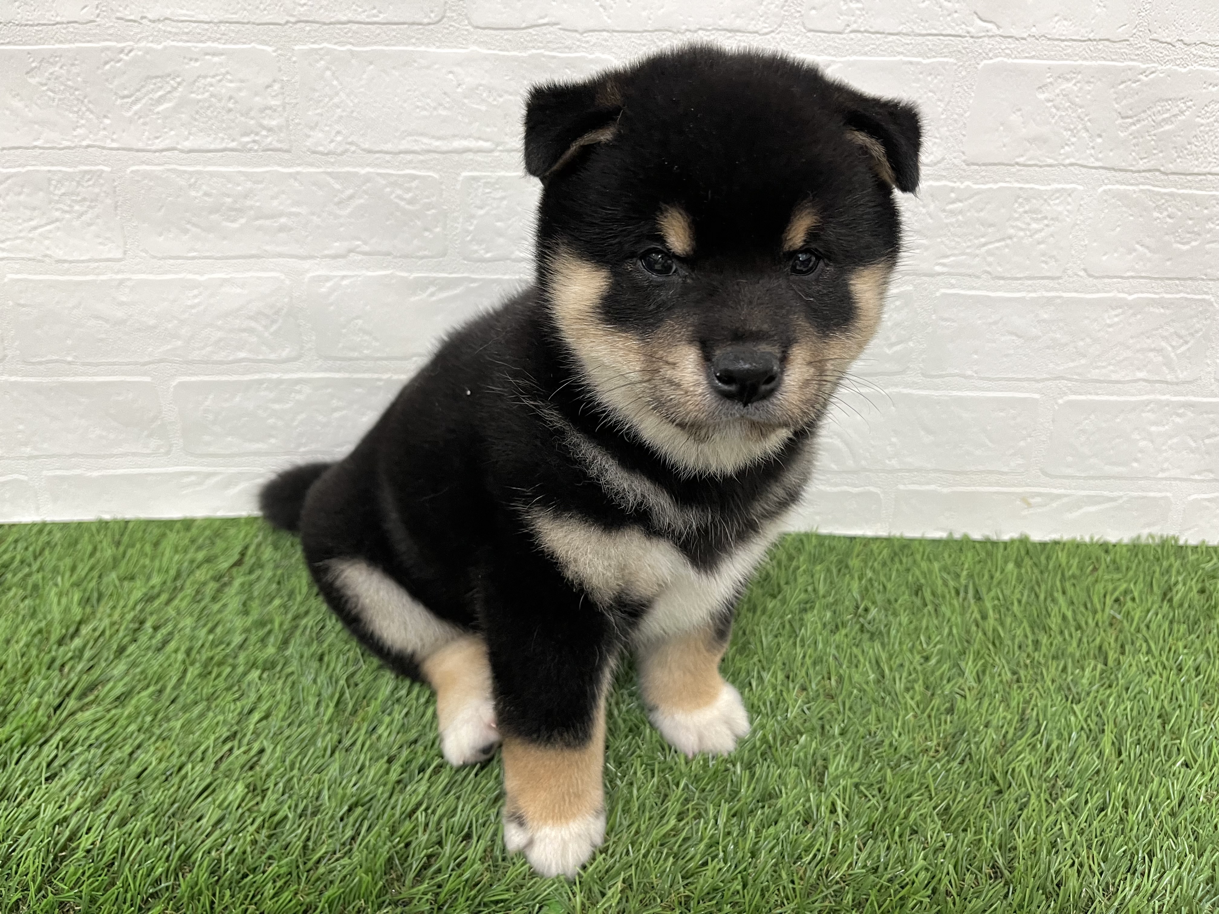 神奈川県の柴犬(標準サイズ) (ワンニャンハウス新山下店/2025年9月9日生まれ/男の子/黒)の子犬の2枚目の画像