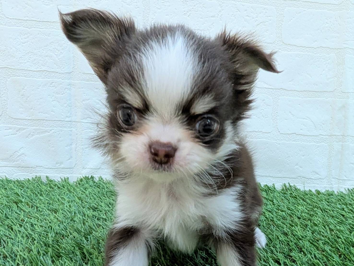 神奈川県のパピチー/チワパピ(パピヨン×チワワ) (ワンニャンハウス相模原店/2025年10月23日生まれ/女の子/チョコレートタンホワイト)の子犬の3枚目の画像