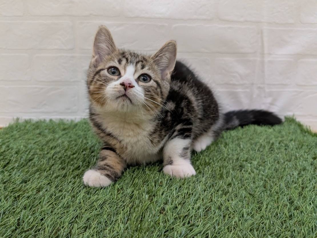 神奈川県のスコティッシュフォールド (ワンニャンハウス相模原店/2025年8月28日生まれ/男の子/ブラックタビーホワイト)の子猫の2枚目の画像
