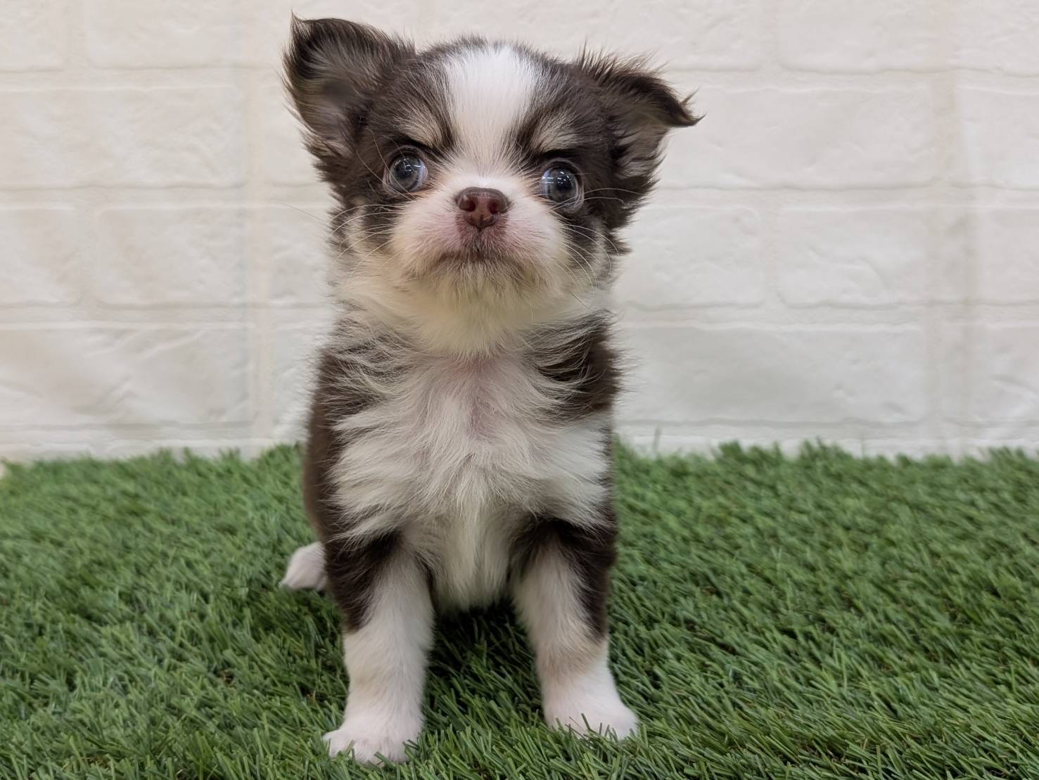 神奈川県のパピチー/チワパピ(パピヨン×チワワ) (ワンニャンハウス相模原店/2025年10月23日生まれ/女の子/チョコレートタンホワイト)の子犬の1枚目の画像