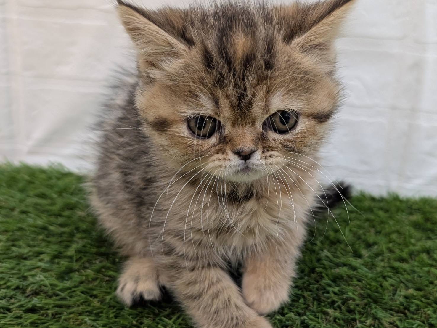 神奈川県のエキゾチック (ワンニャンハウス相模原店/2026年2月9日生まれ/女の子/ブラウンパッチドタビー)の子猫の3枚目の画像