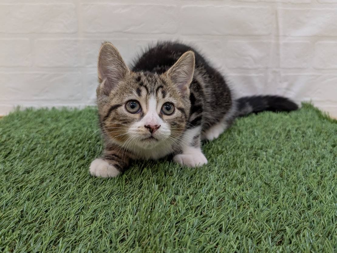 神奈川県のスコティッシュフォールド (ワンニャンハウス相模原店/2025年8月28日生まれ/男の子/ブラックタビーホワイト)の子猫の1枚目の画像