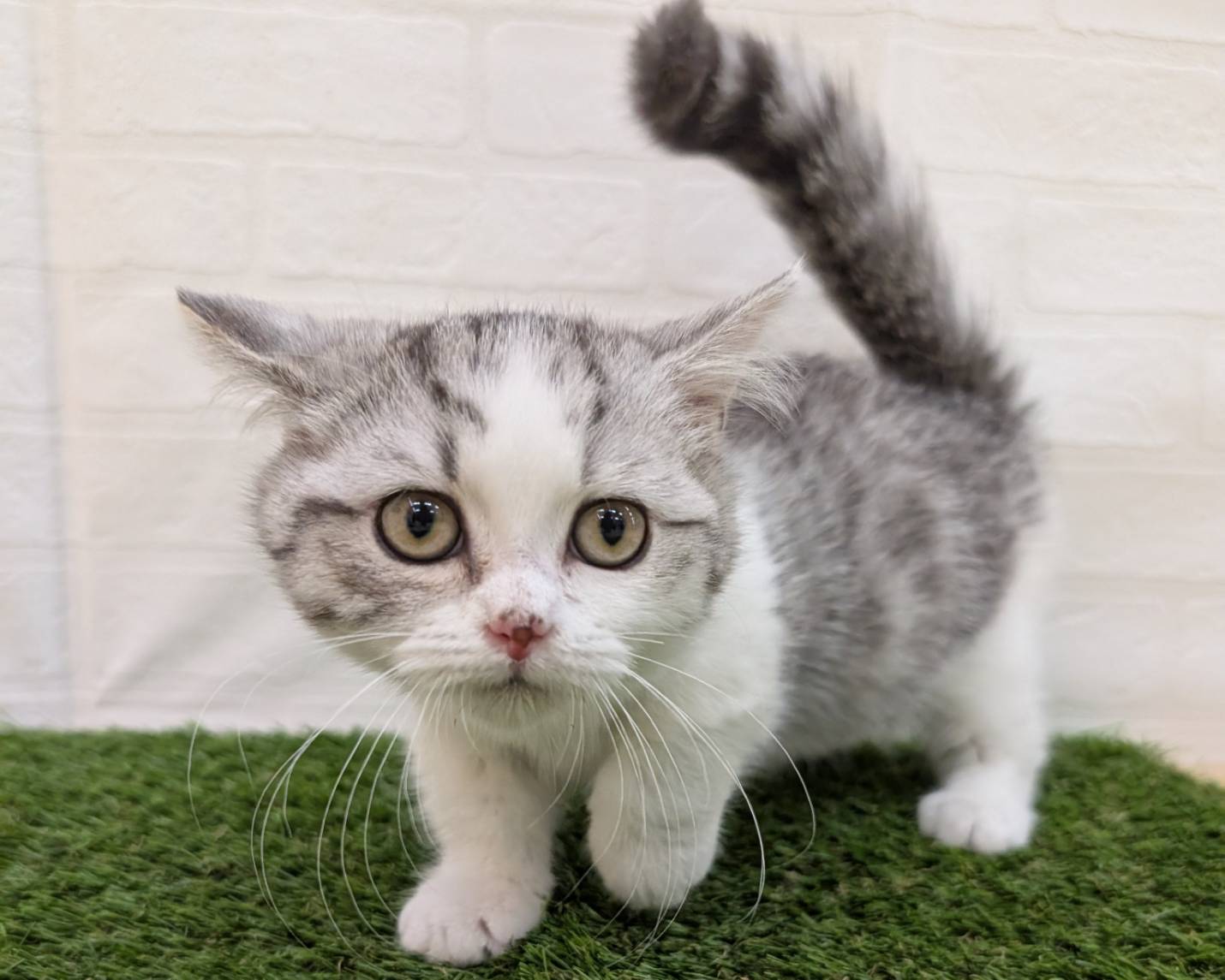 神奈川県のミヌエット (ワンニャンハウス相模原店/2025年11月2日生まれ/男の子/シルバータビーホワイト)の子猫