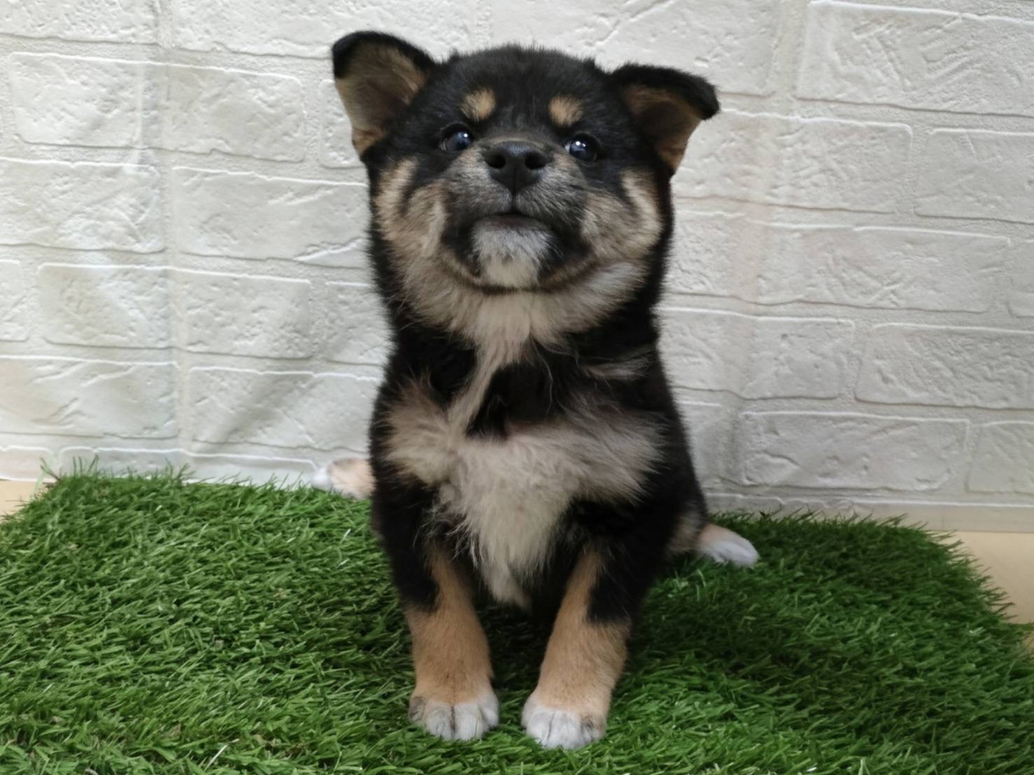 神奈川県の柴犬(標準サイズ) (ワンニャンハウス相模原店/2026年5月24日生まれ/女の子/黒)の子犬の1枚目の画像