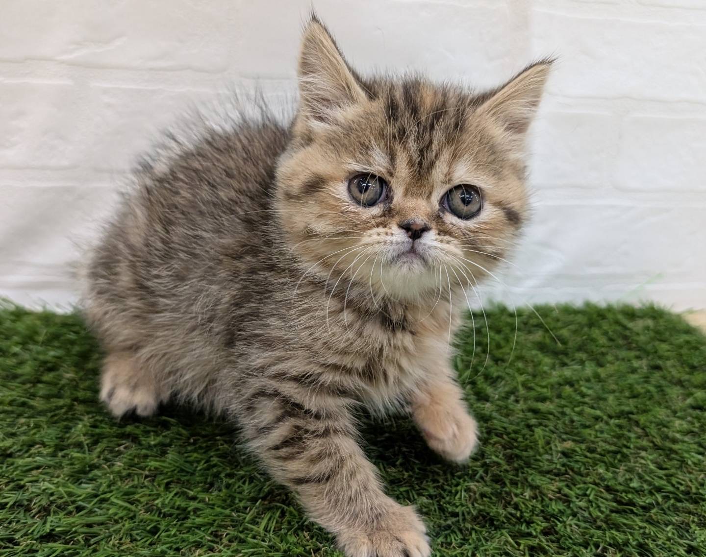 神奈川県のエキゾチック (ワンニャンハウス相模原店/2026年2月9日生まれ/女の子/ブラウンパッチドタビー)の子猫の1枚目の画像
