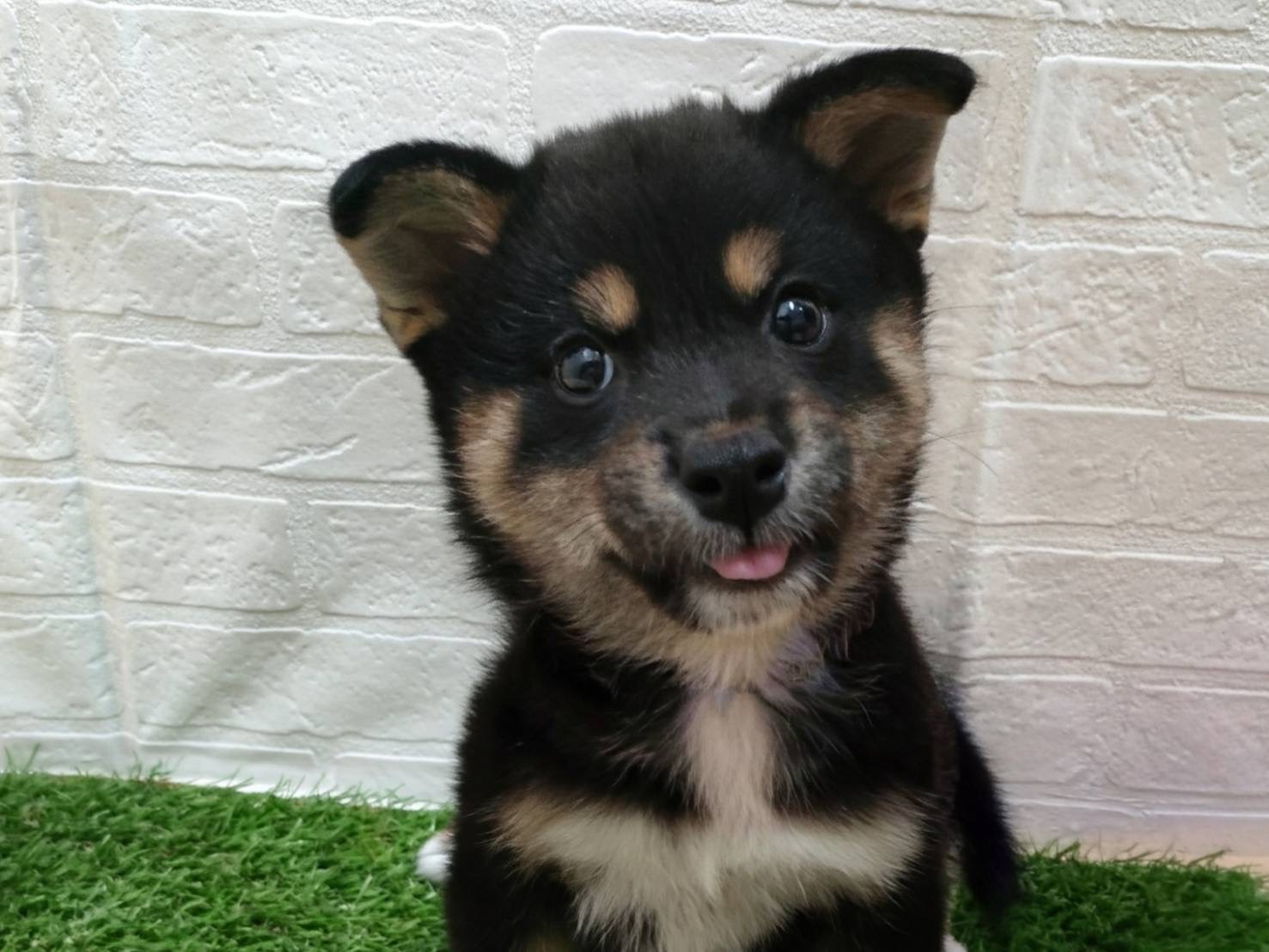 神奈川県の柴犬(標準サイズ) (ワンニャンハウス相模原店/2026年5月24日生まれ/女の子/黒)の子犬の2枚目の画像