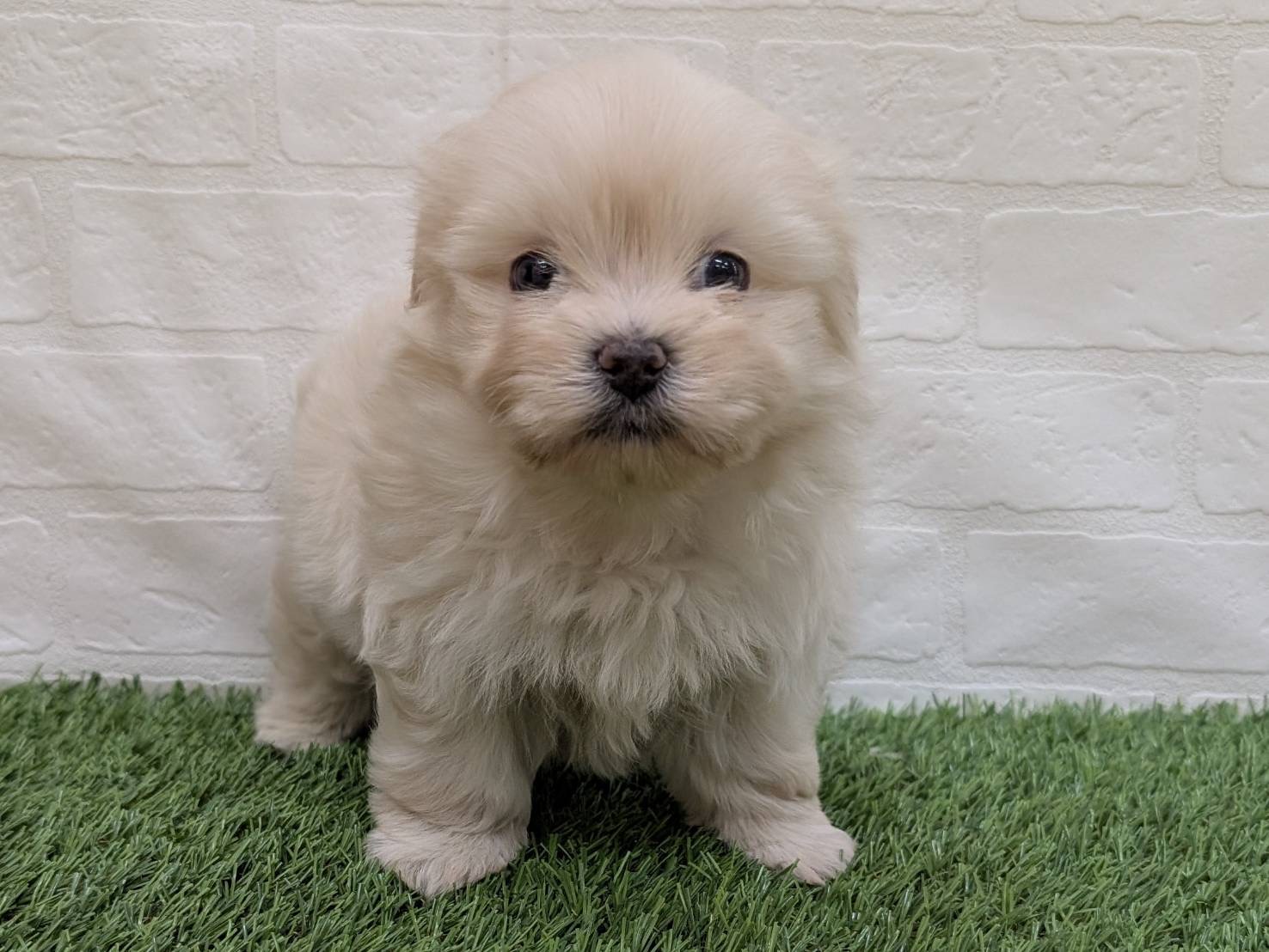 神奈川県のペキマル/マルペキ(ペキニーズ×マルチーズ) (ワンニャンハウス相模原店/2025年9月15日生まれ/男の子/ホワイト)の子犬の1枚目の画像