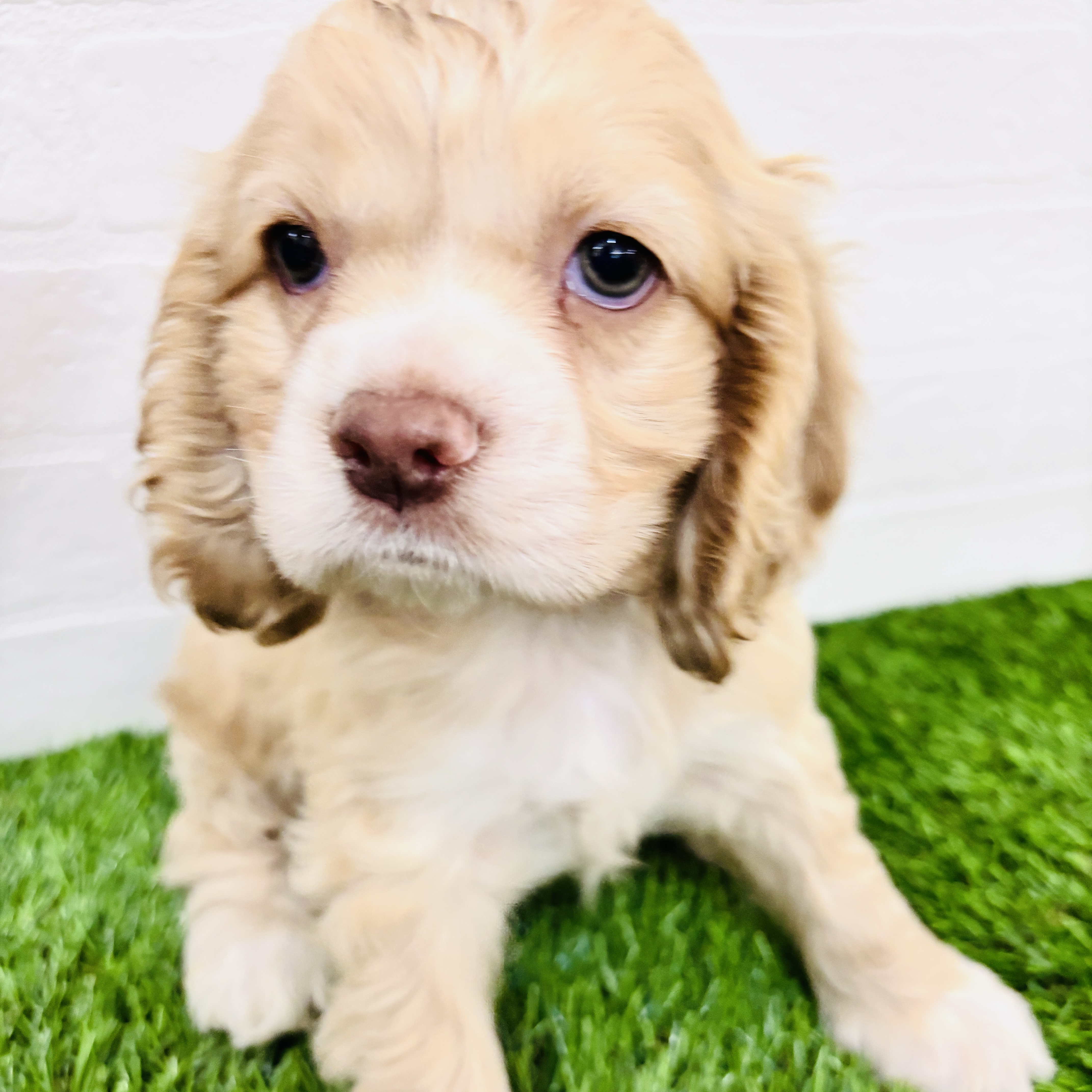 埼玉県のアメリカンコッカースパニエル (ワンニャンハウス春日部店/2025年9月13日生まれ/女の子/バフ&ホワイト)の子犬の1枚目の画像