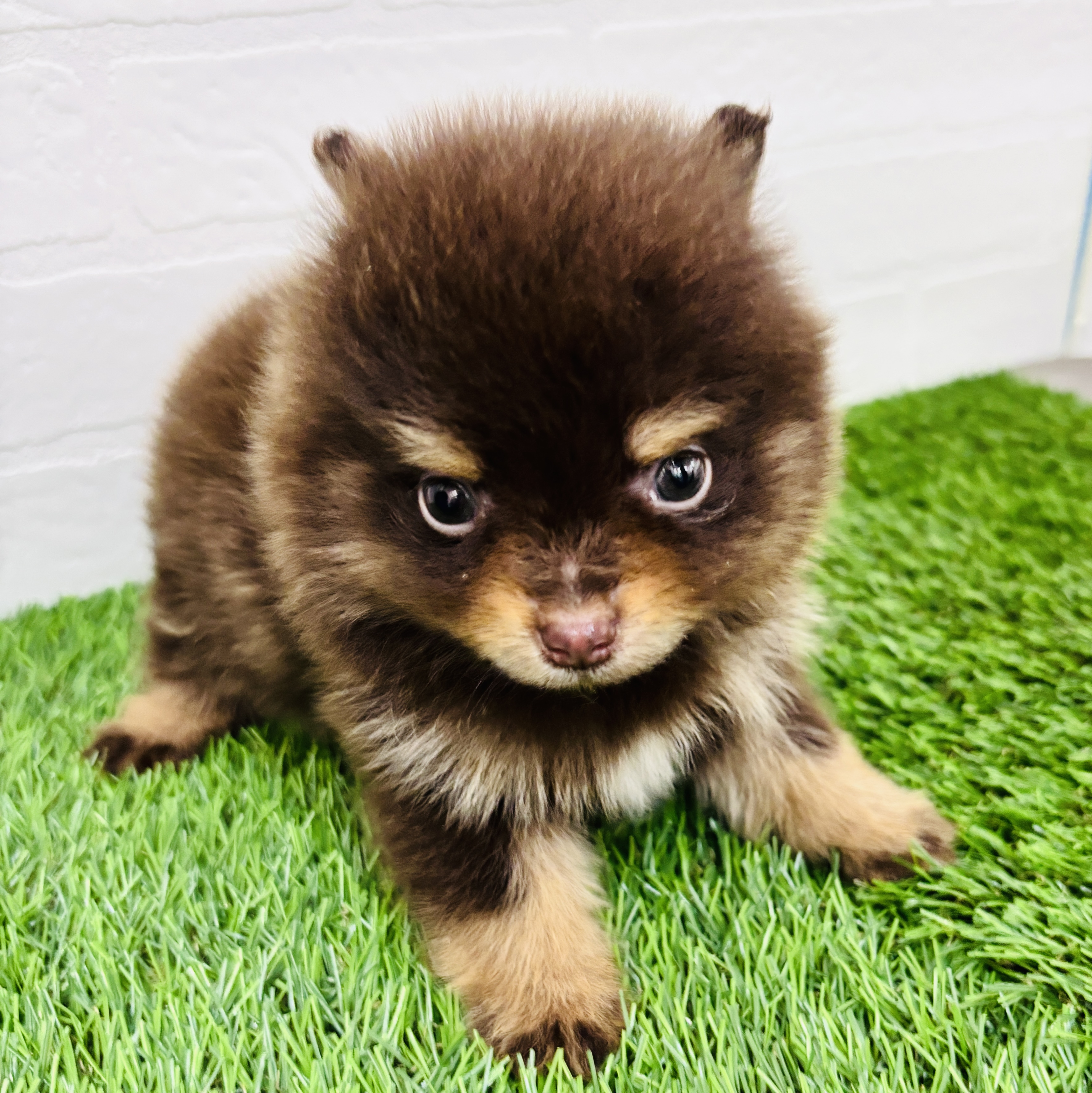 埼玉県のポメラニアン (ワンニャンハウス春日部店/2025年9月16日生まれ/男の子/チョコレートタンホワイト)の子犬の1枚目の画像