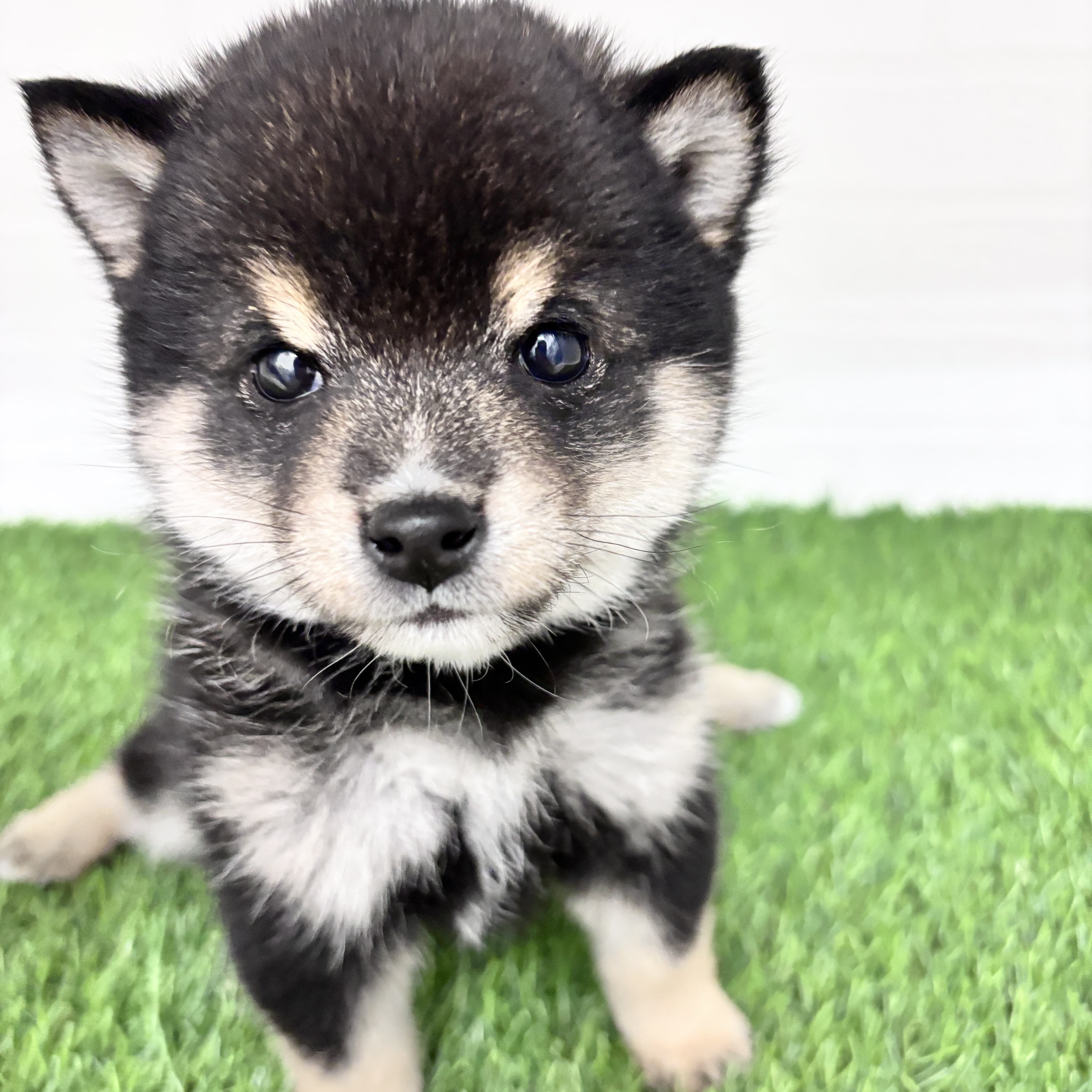 埼玉県の豆柴 (ワンニャンハウス春日部店/2025年10月21日生まれ/男の子/黒)の子犬の1枚目の画像