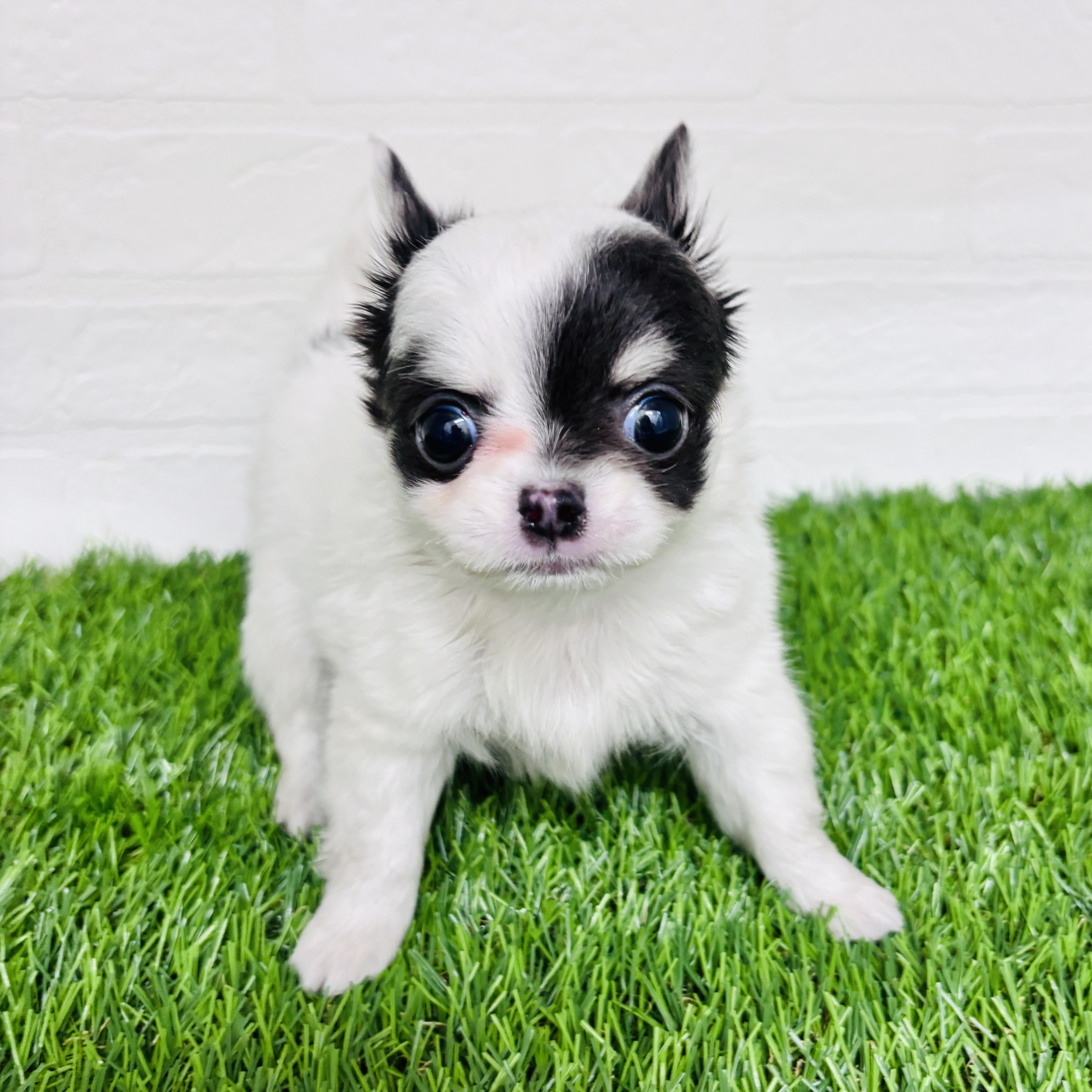 埼玉県のチワワ(ロング) (ワンニャンハウス春日部店/2025年10月14日生まれ/女の子/ホワイトブルータン)の子犬