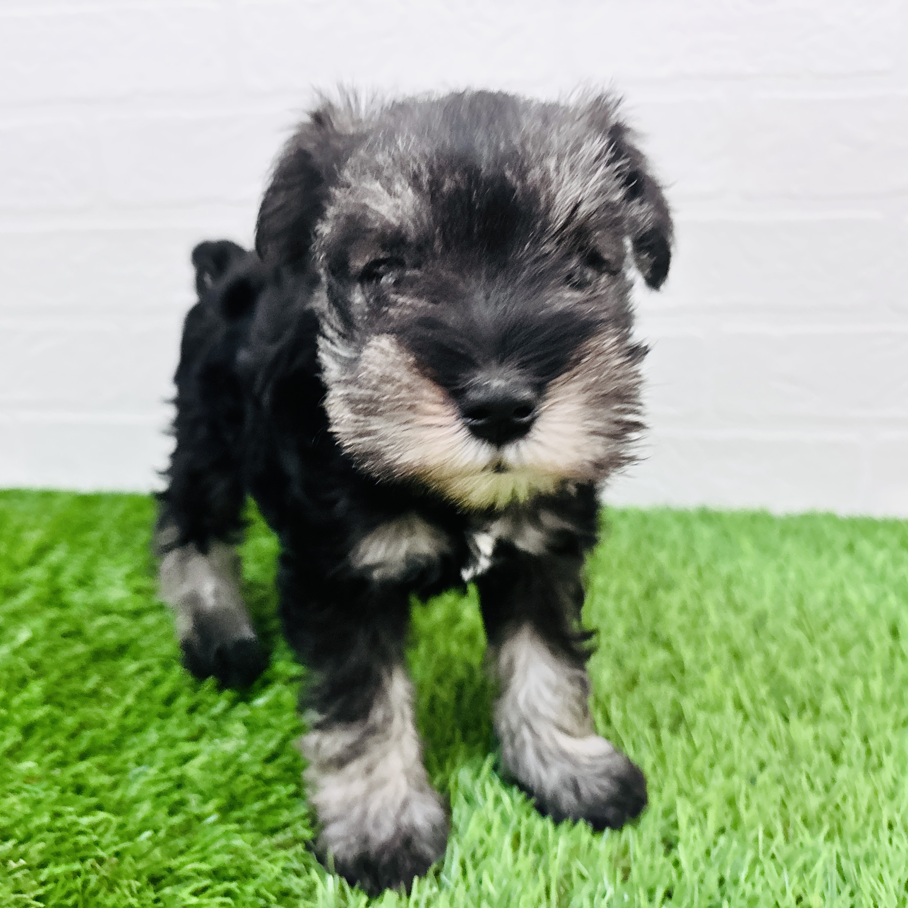 埼玉県のミニチュアシュナウザー (ワンニャンハウス春日部店/2026年1月31日生まれ/女の子/ソルトペッパー)の子犬の2枚目の画像