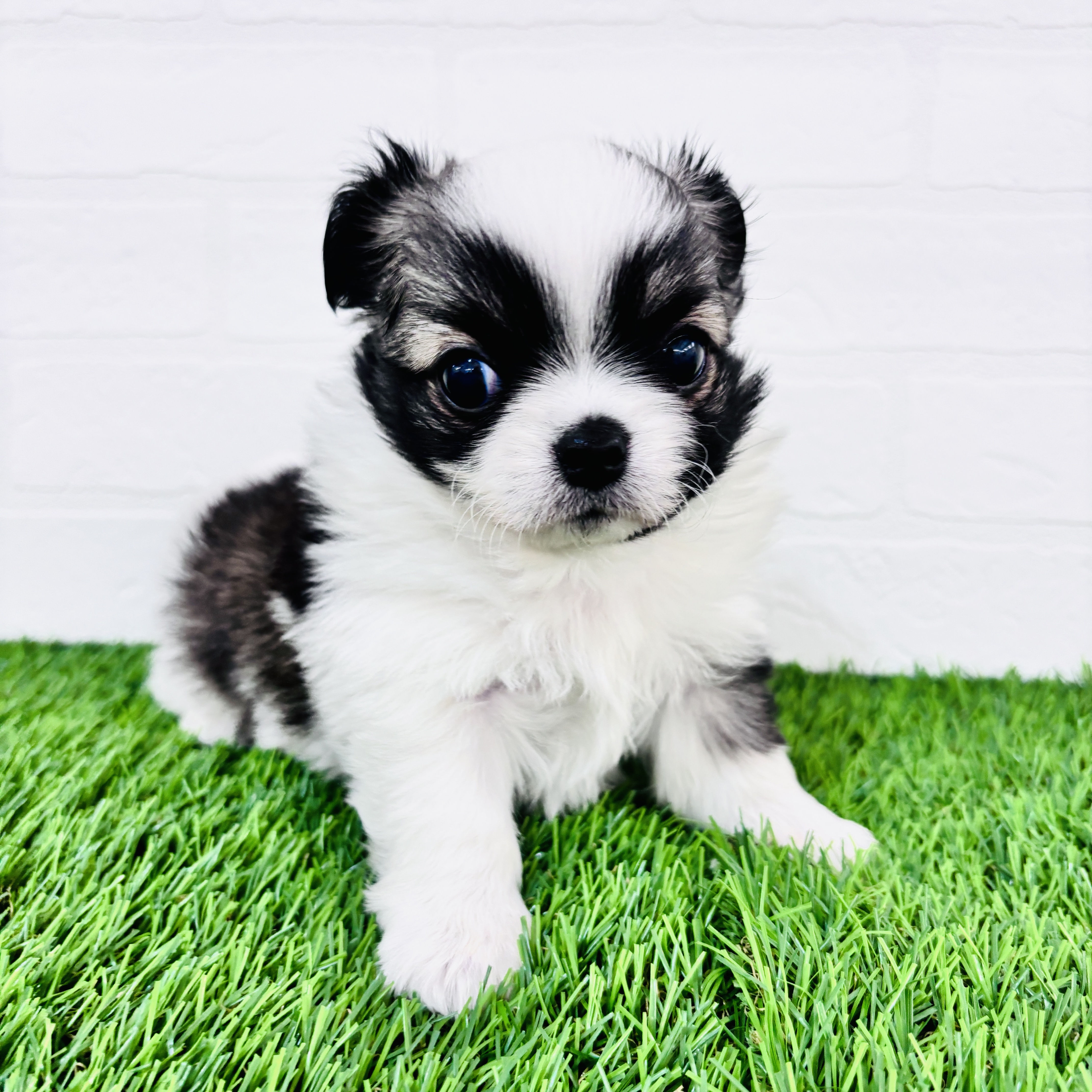 埼玉県のチワワ(ロング) (ワンニャンハウス春日部店/2025年11月9日生まれ/男の子/ホワイトフォーン)の子犬の3枚目の画像