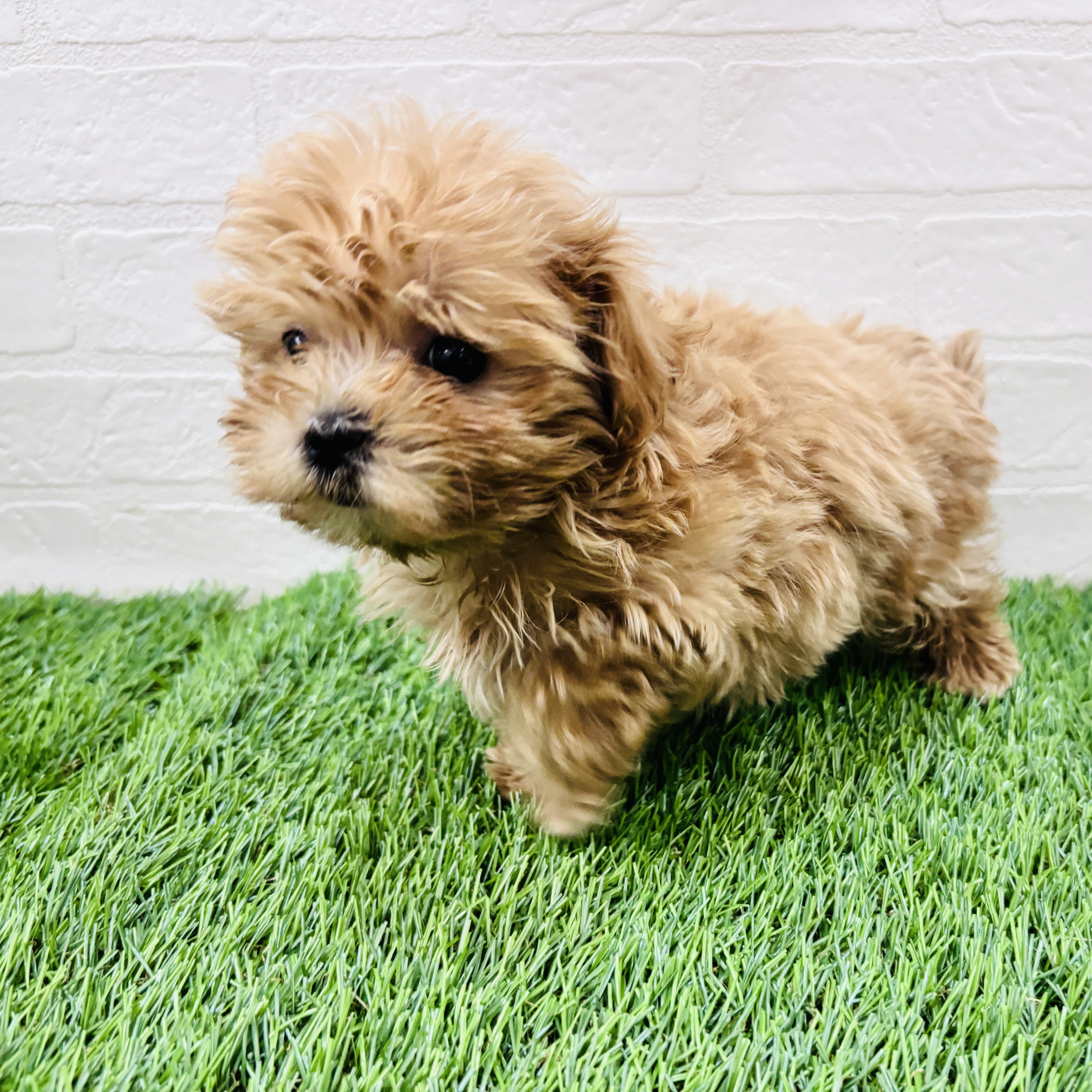 埼玉県のマルプー(マルチーズ×プードル) (ワンニャンハウス春日部店/2026年2月8日生まれ/男の子/アプリコット)の子犬の2枚目の画像