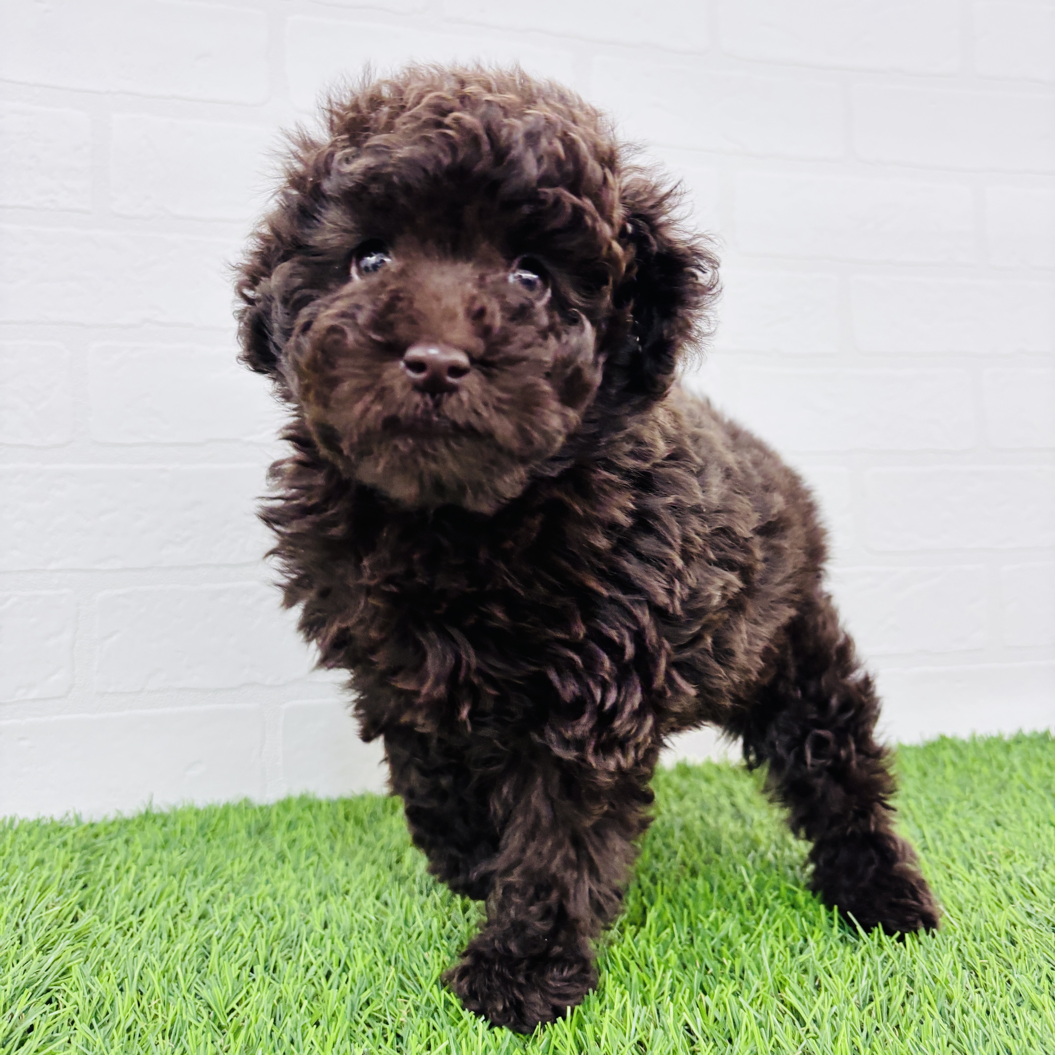 埼玉県のトイプードル(トイ) (ワンニャンハウス春日部店/2025年10月6日生まれ/男の子/ブラウン)の子犬の3枚目の画像