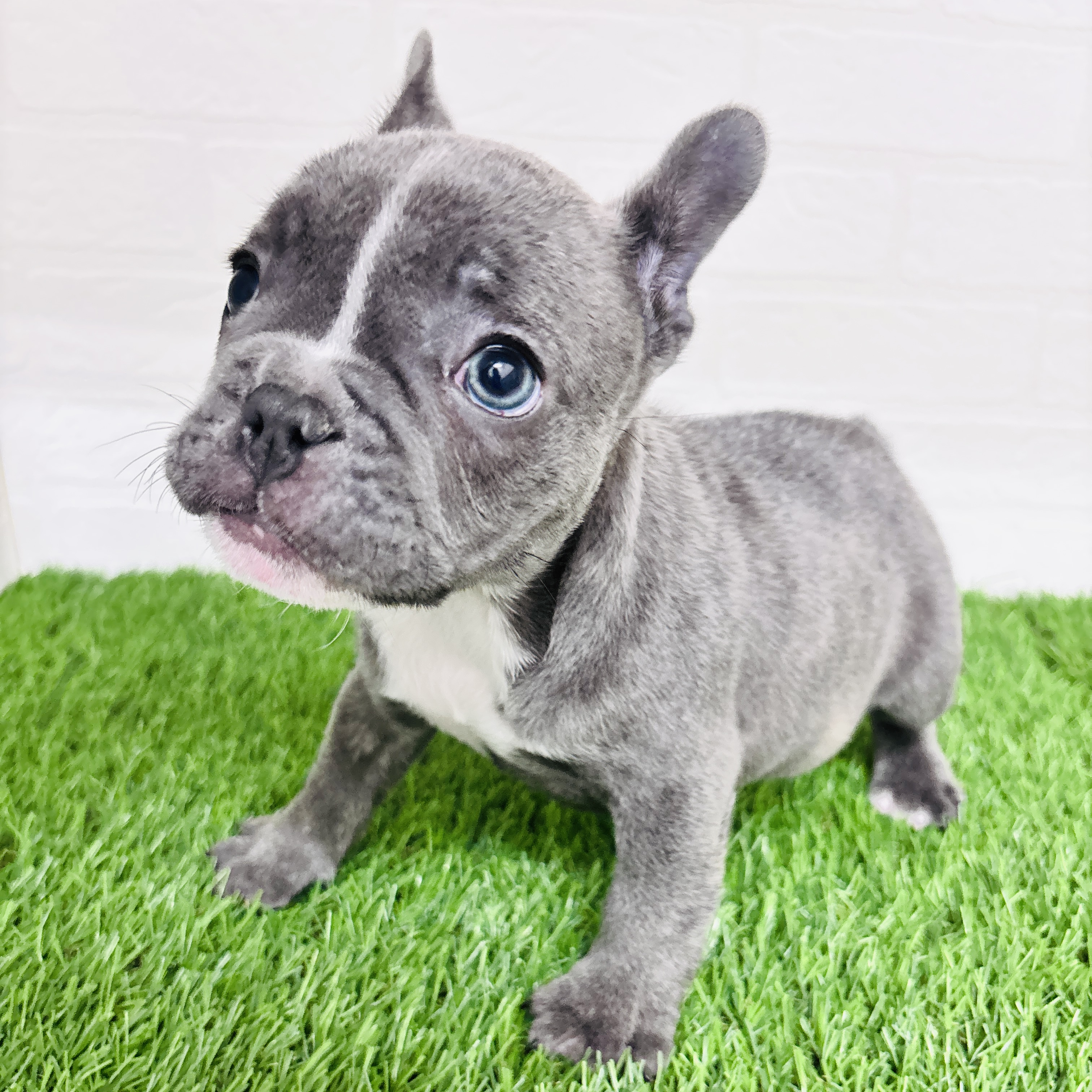 埼玉県のフレンチブルドッグ (ワンニャンハウス春日部店/2025年11月18日生まれ/男の子/ブルーホワイト)の子犬の3枚目の画像