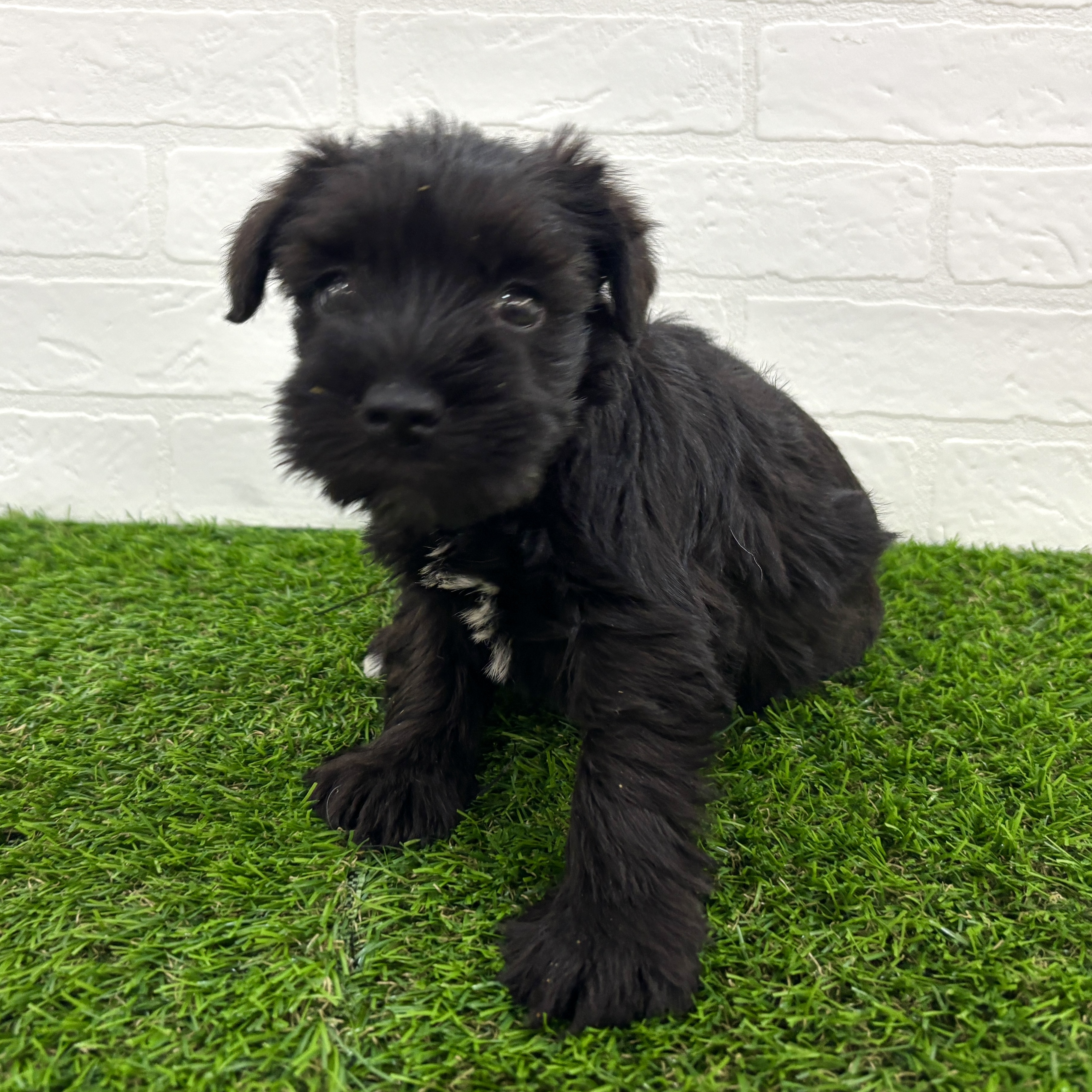 埼玉県のミニチュアシュナウザー (ワンニャンハウス春日部店/2025年9月23日生まれ/女の子/ブラックホワイト)の子犬の1枚目の画像