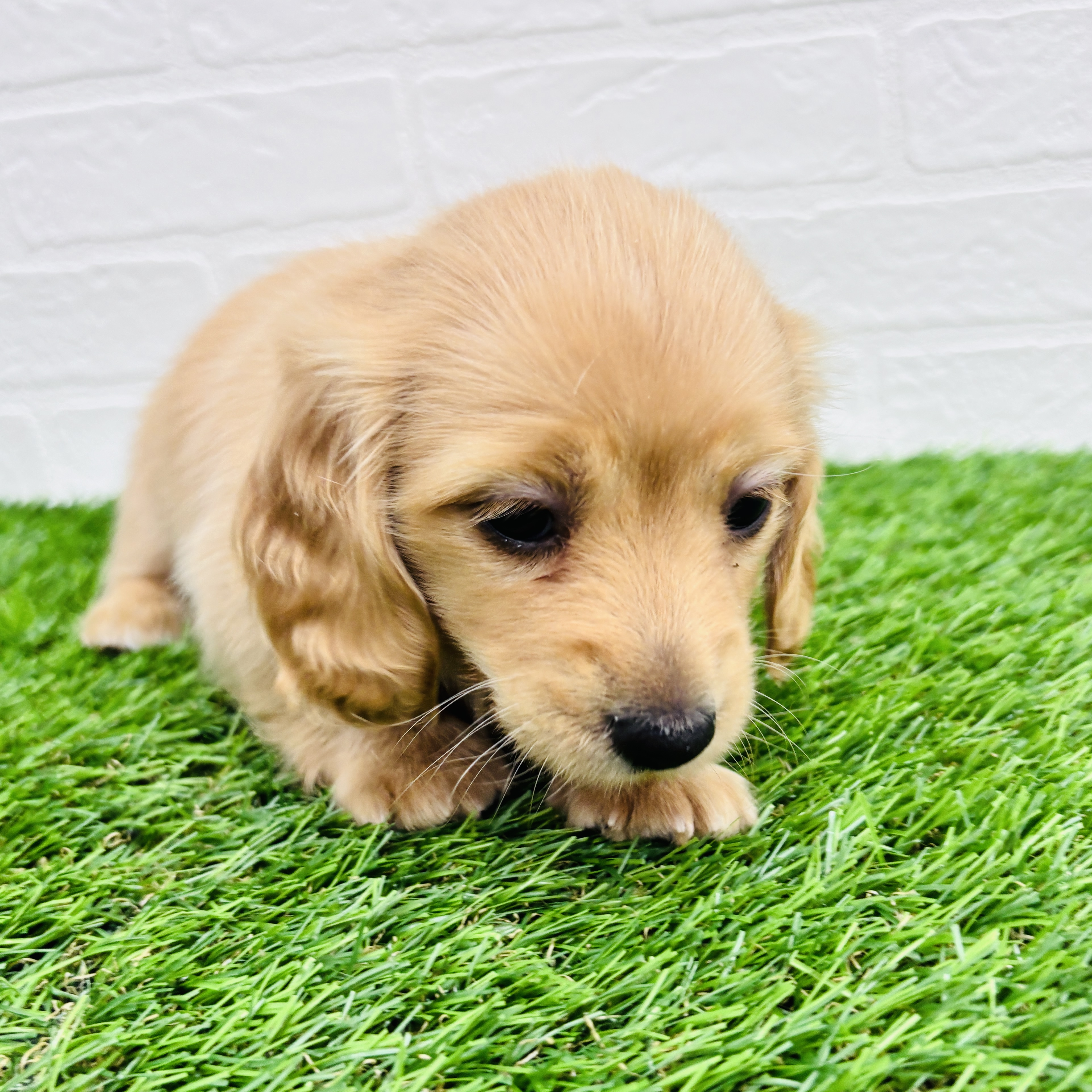 埼玉県のミニチュアダックスフンド(ロング) (ワンニャンハウス春日部店/2025年9月4日生まれ/女の子/ゴールド)の子犬の3枚目の画像