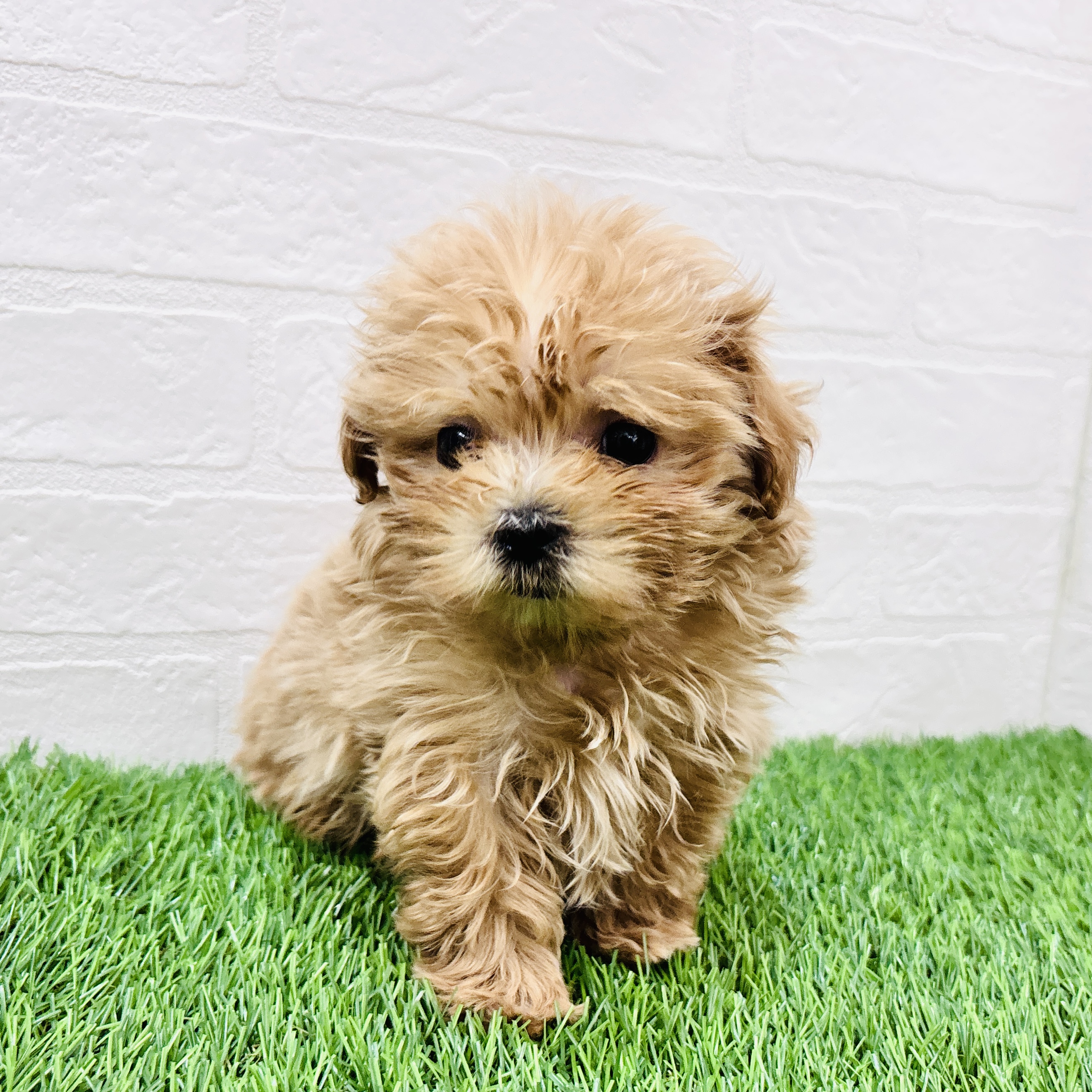 埼玉県のマルプー(マルチーズ×プードル) (ワンニャンハウス春日部店/2026年2月8日生まれ/男の子/アプリコット)の子犬の1枚目の画像