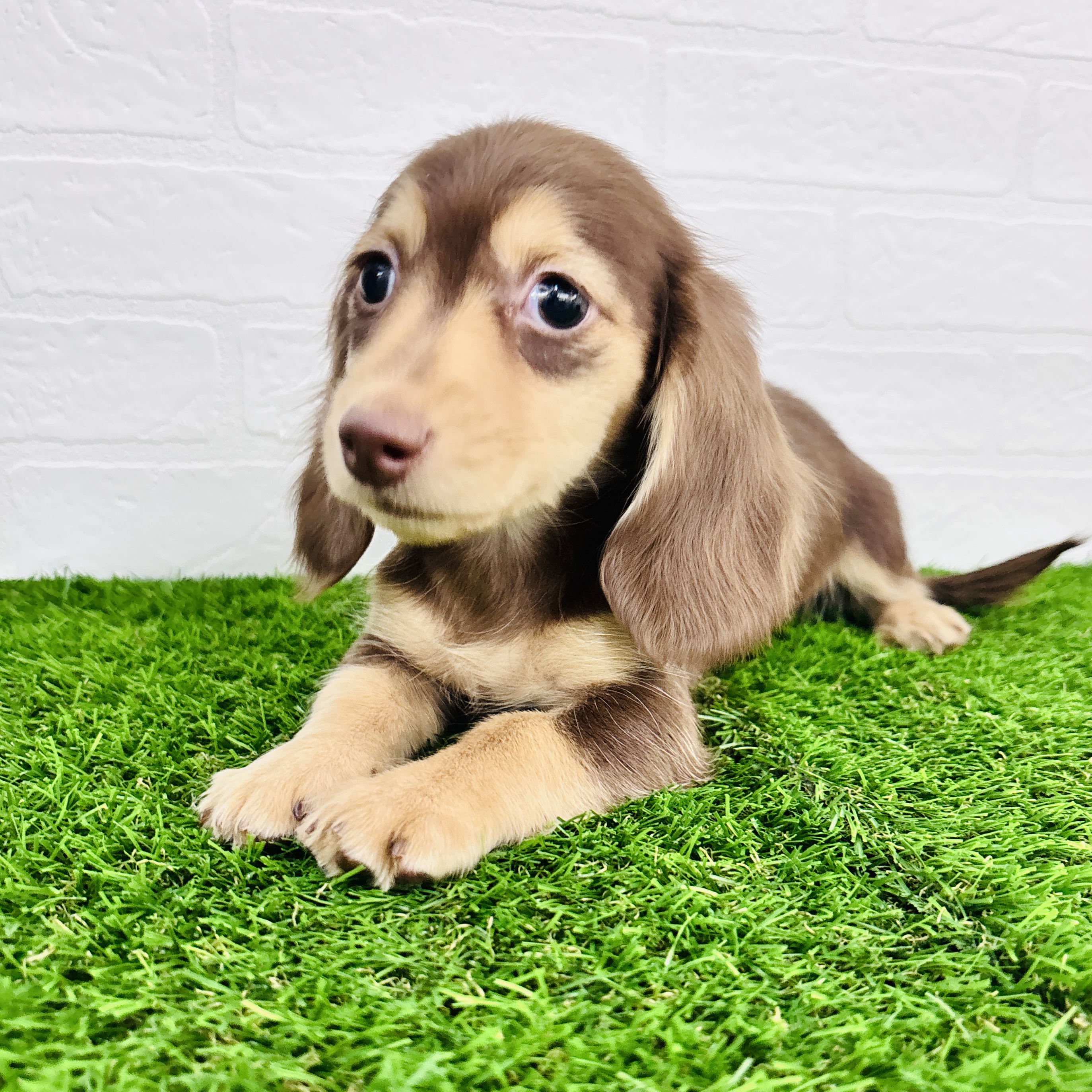 埼玉県のミニチュアダックスフンド(ロング) (ワンニャンハウス春日部店/2025年9月15日生まれ/男の子/チョコレートイエロー)の子犬の3枚目の画像