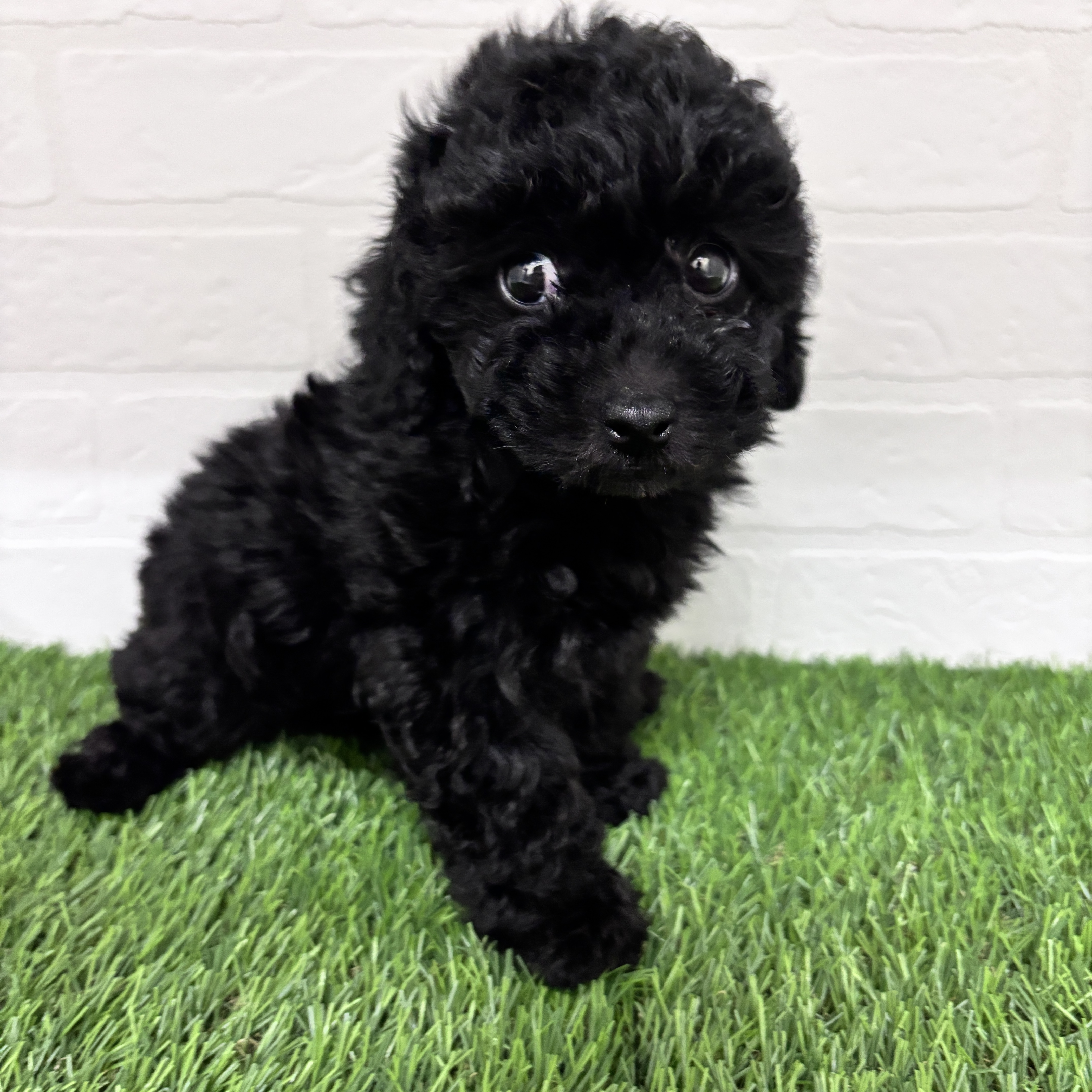 埼玉県のトイプードル(トイ) (ワンニャンハウス春日部店/2025年10月10日生まれ/女の子/ブラック)の子犬の2枚目の画像