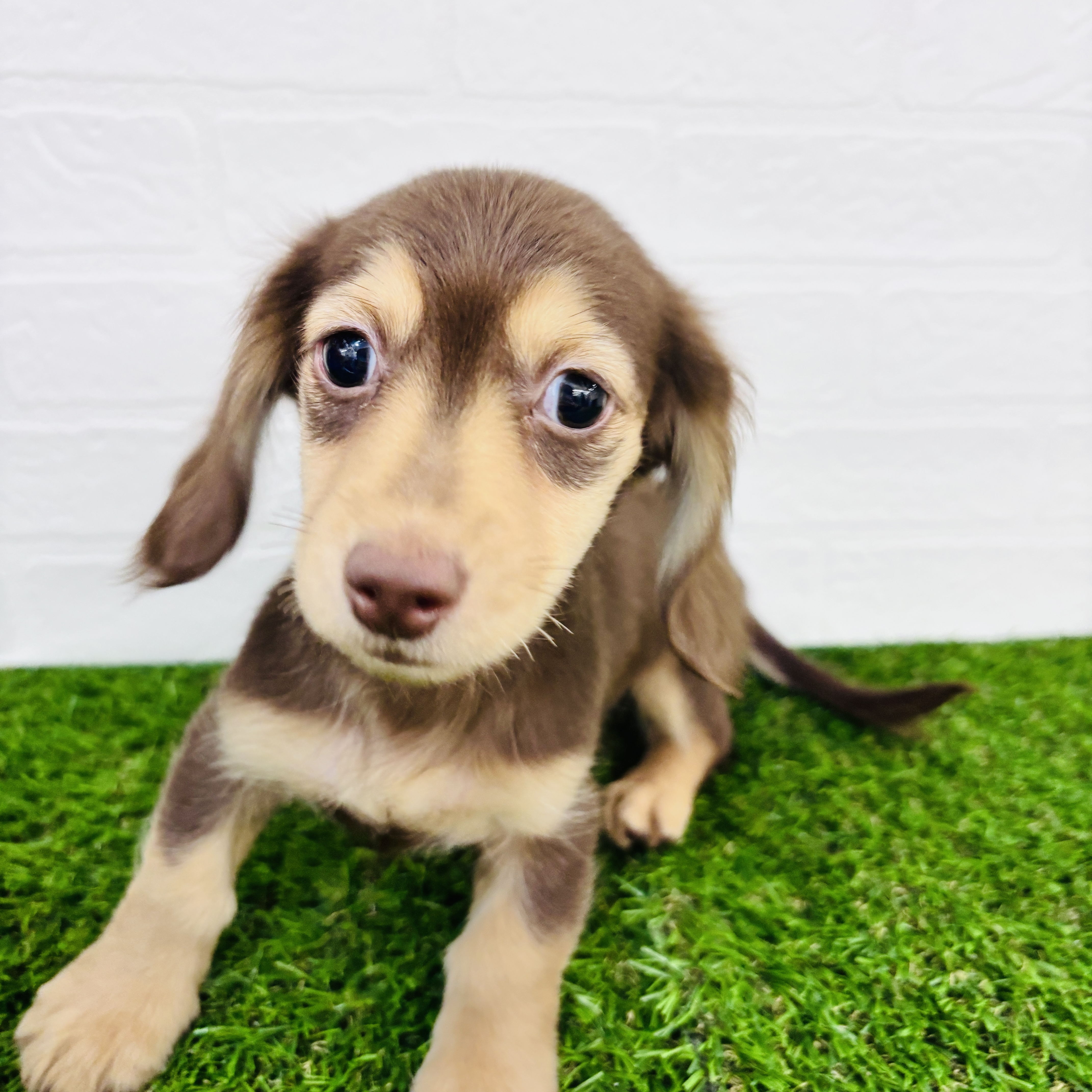 埼玉県のミニチュアダックスフンド(ロング) (ワンニャンハウス春日部店/2025年9月15日生まれ/男の子/チョコレートイエロー)の子犬の1枚目の画像