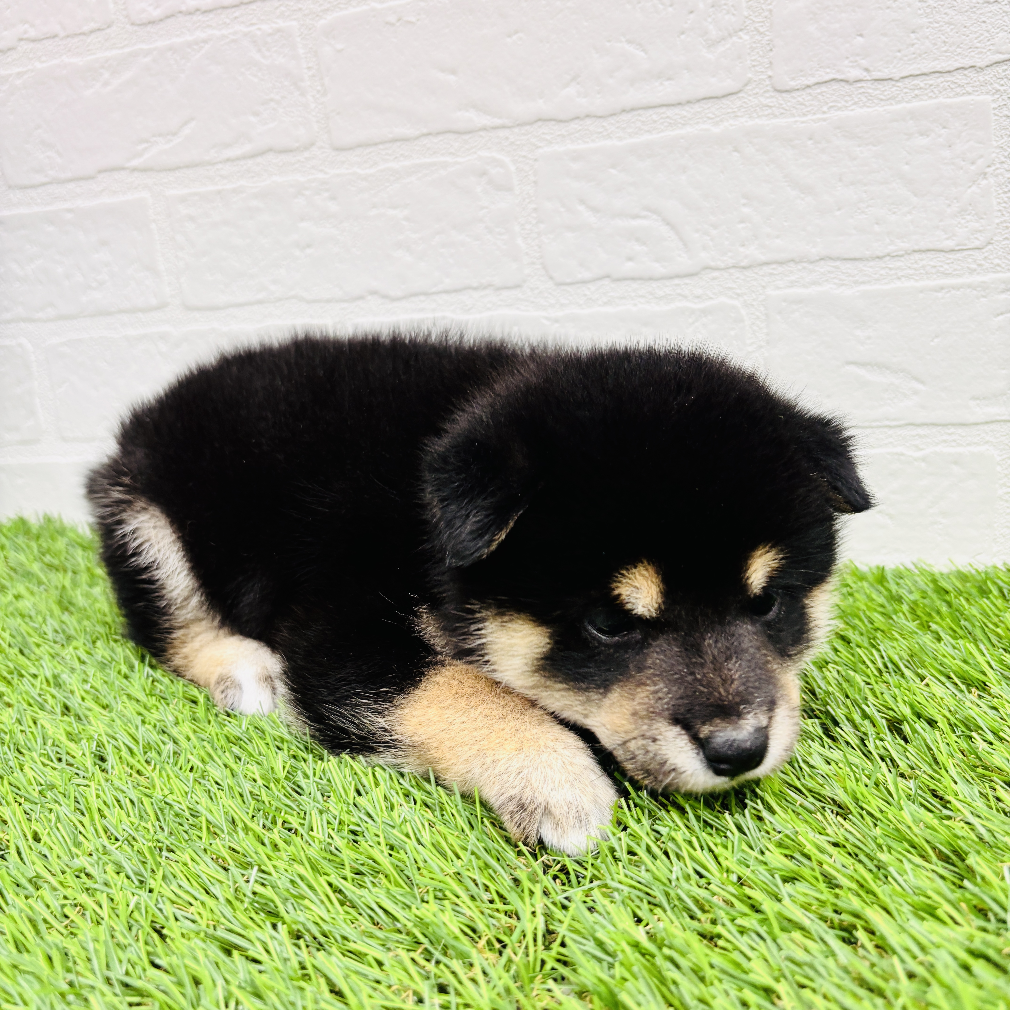 埼玉県の柴犬(標準サイズ) (ワンニャンハウス春日部店/2025年8月11日生まれ/女の子/黒)の子犬の2枚目の画像