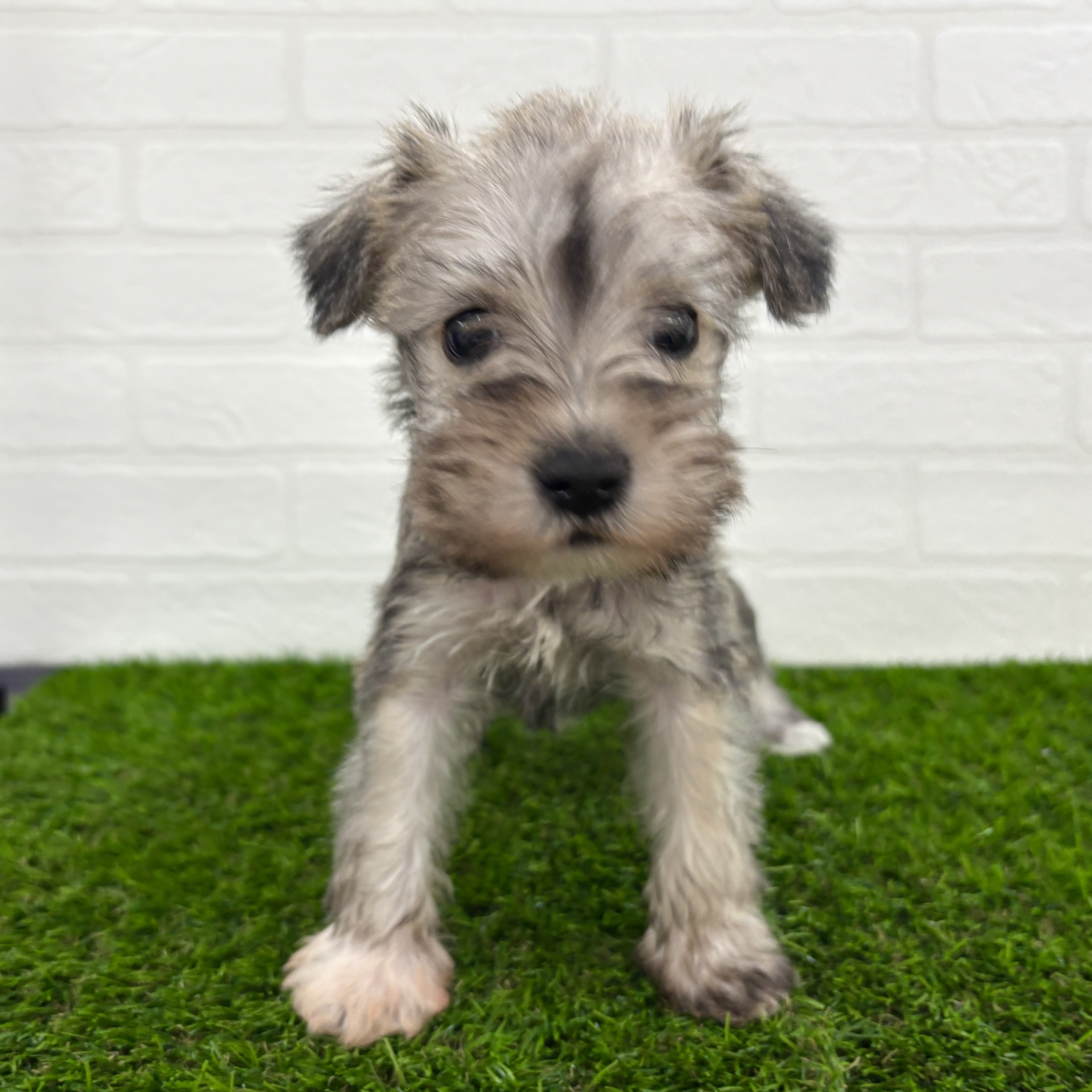 埼玉県のミニチュアシュナウザー (ワンニャンハウス春日部店/2025年9月21日生まれ/女の子/ウィートン&ペッパー)の子犬の3枚目の画像