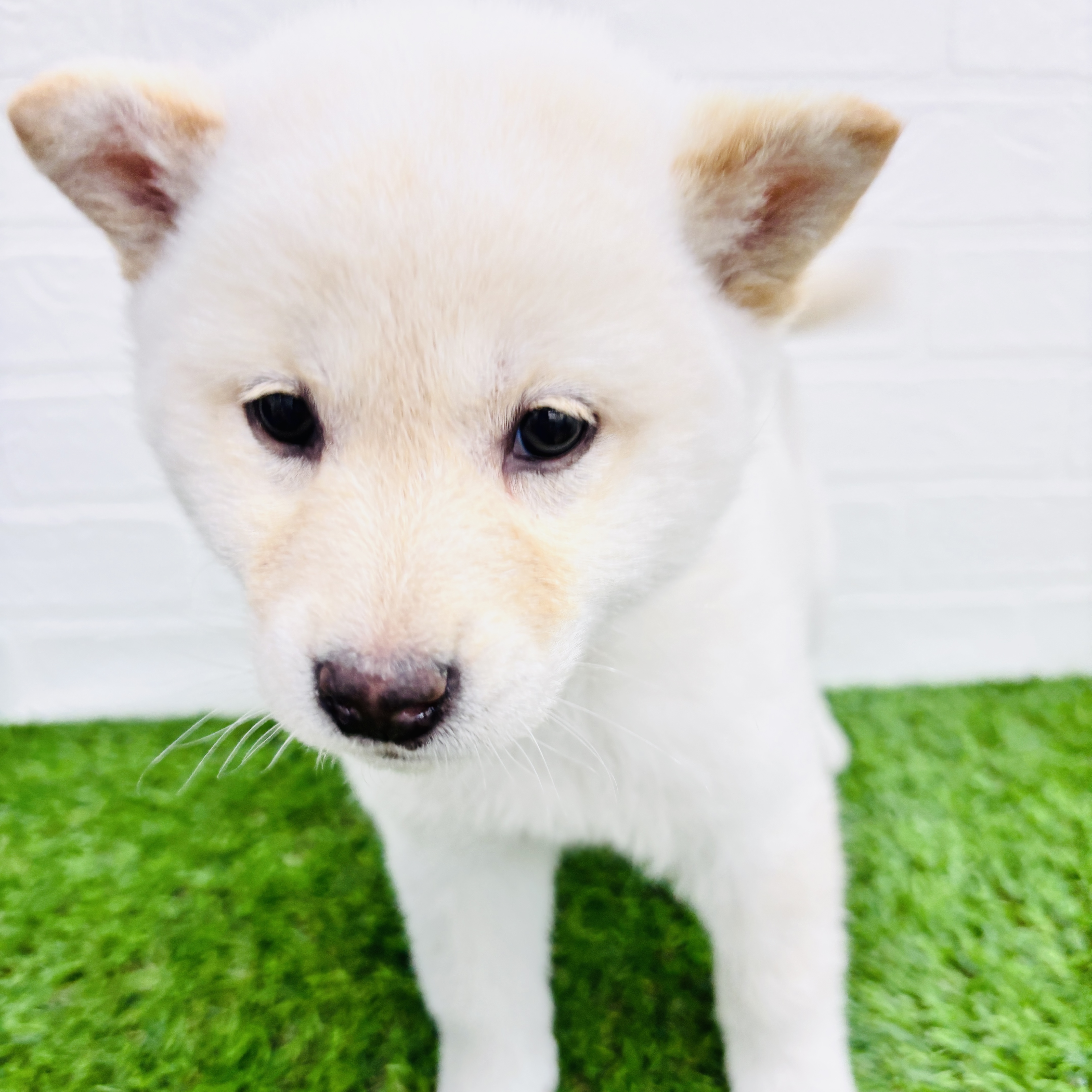 埼玉県の柴犬(標準サイズ) (ワンニャンハウス春日部店/2025年9月8日生まれ/女の子/白)の子犬の1枚目の画像