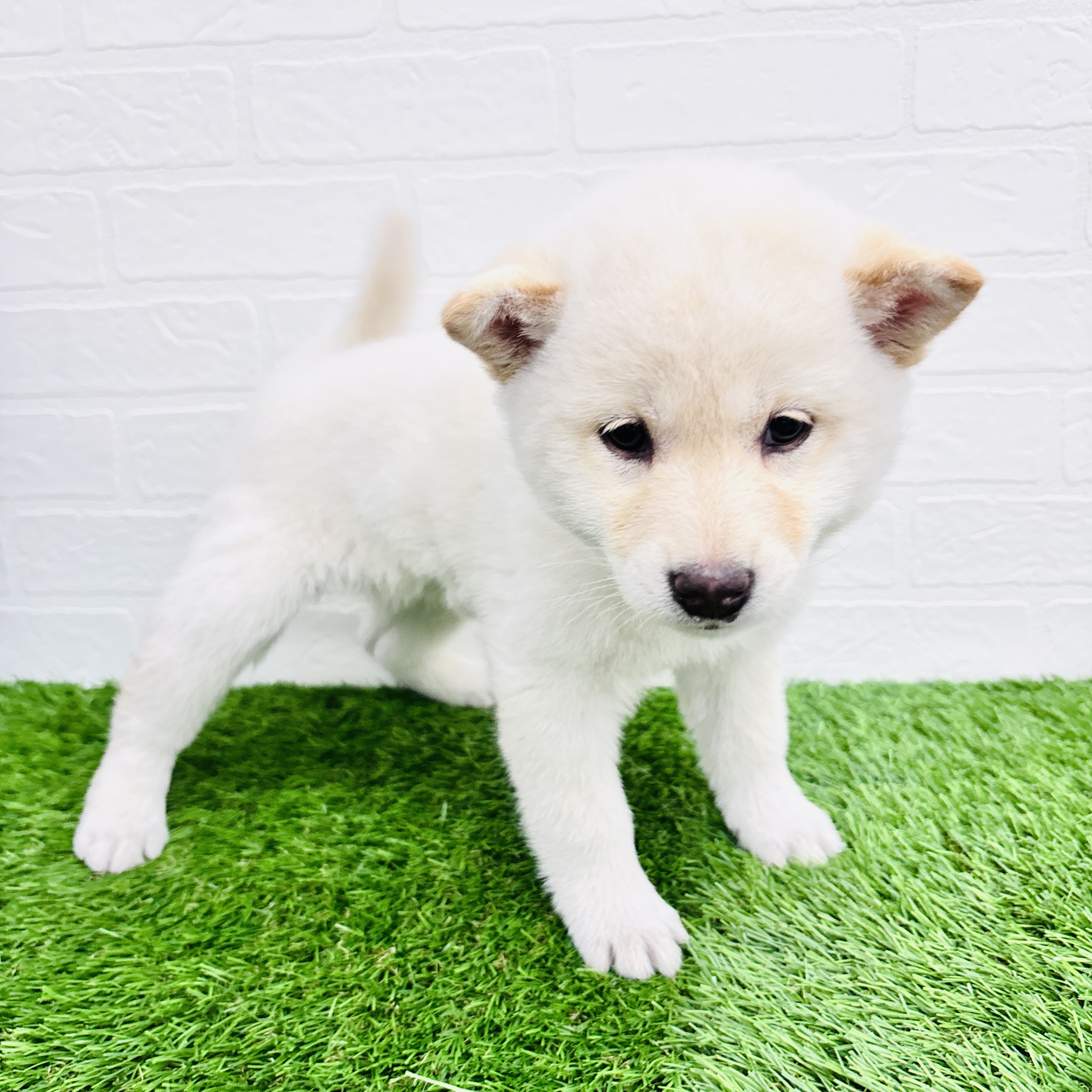 埼玉県の柴犬(標準サイズ) (ワンニャンハウス春日部店/2025年9月8日生まれ/女の子/白)の子犬の3枚目の画像