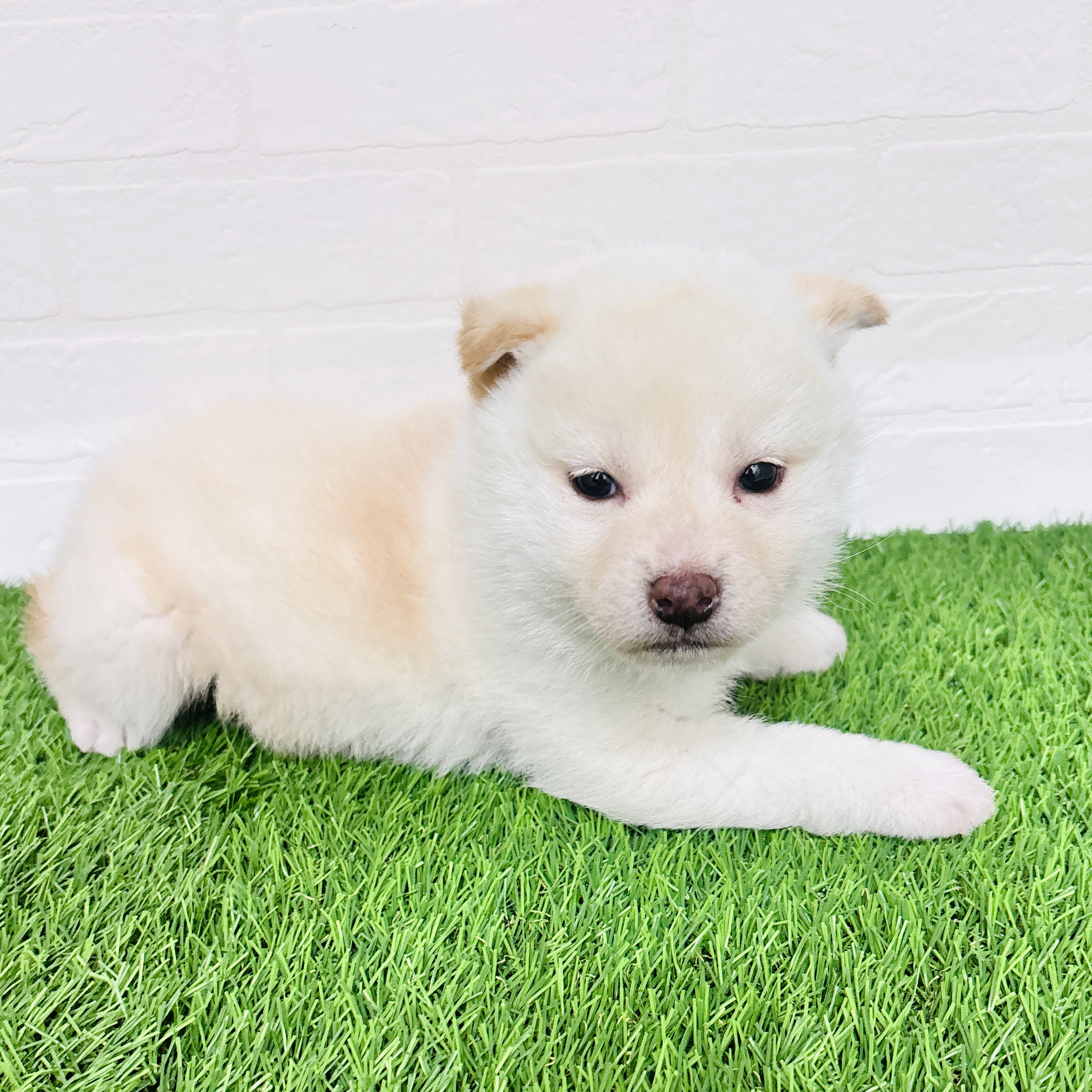 埼玉県の柴犬(標準サイズ) (ワンニャンハウス春日部店/2025年12月6日生まれ/男の子/白)の子犬の3枚目の画像