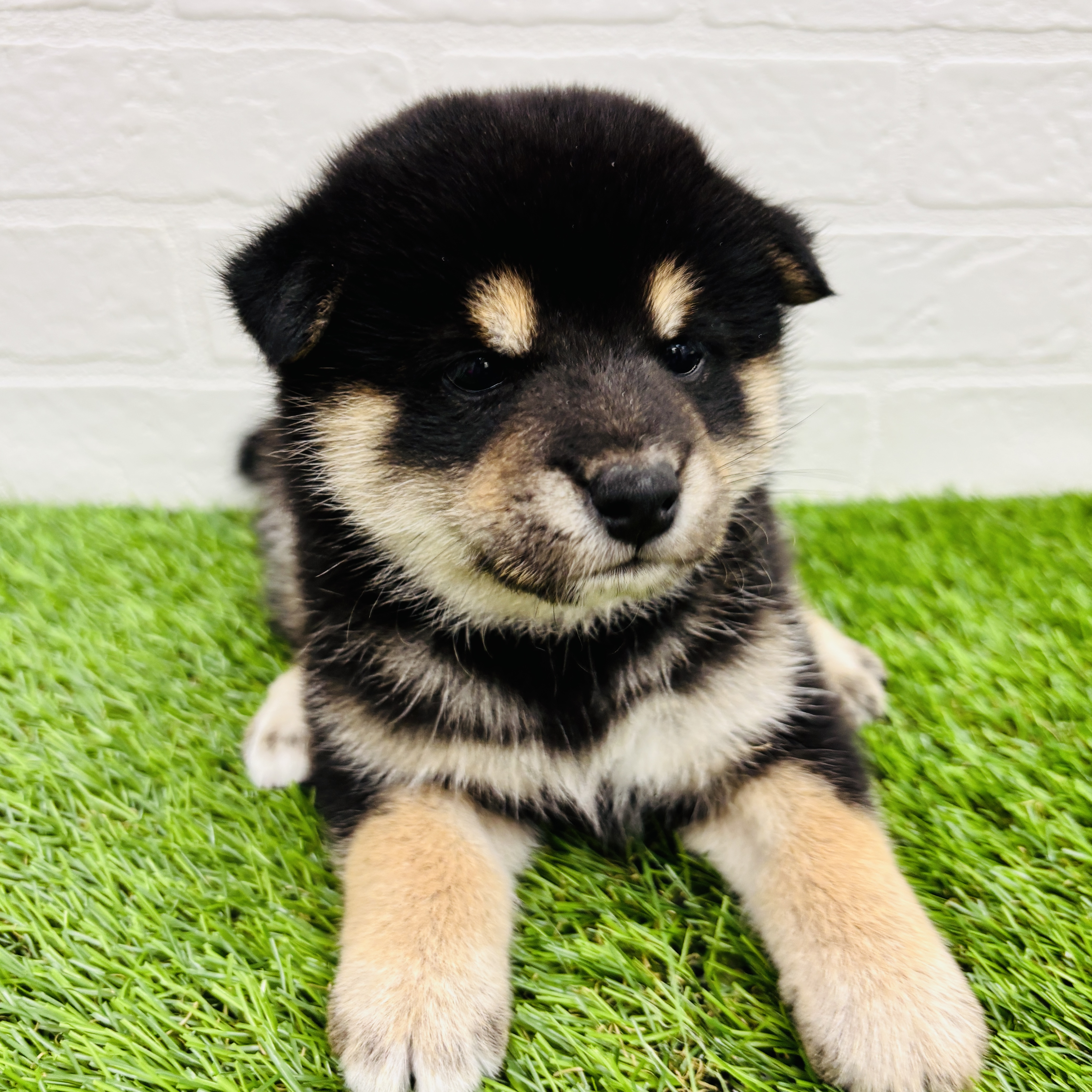 埼玉県の柴犬(標準サイズ) (ワンニャンハウス春日部店/2025年8月11日生まれ/女の子/黒)の子犬の3枚目の画像