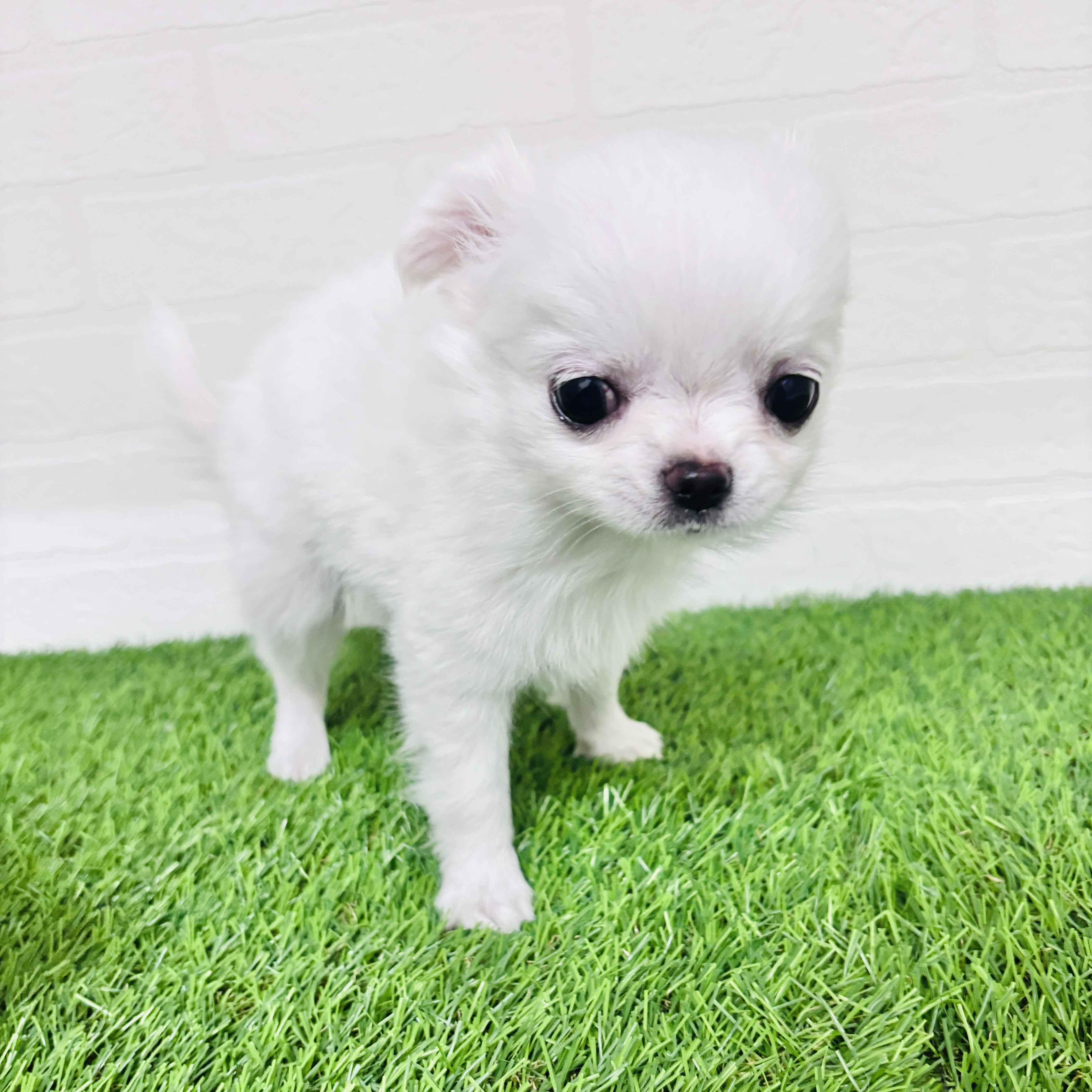 埼玉県のチワワ(ロング) (ワンニャンハウス春日部店/2025年12月3日生まれ/男の子/クリーム)の子犬の3枚目の画像