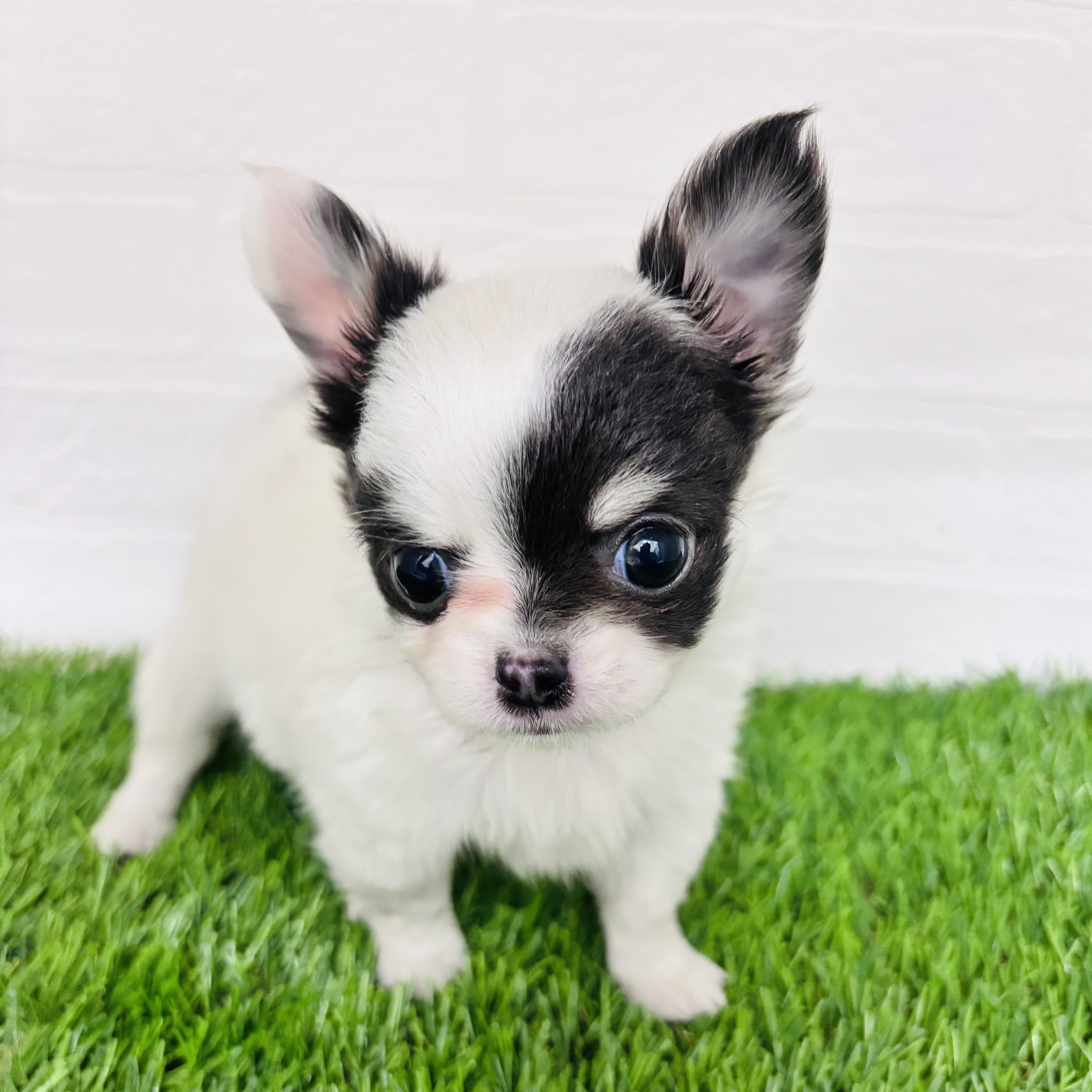 埼玉県のチワワ(ロング) (ワンニャンハウス春日部店/2025年10月14日生まれ/女の子/ホワイトブルータン)の子犬の3枚目の画像