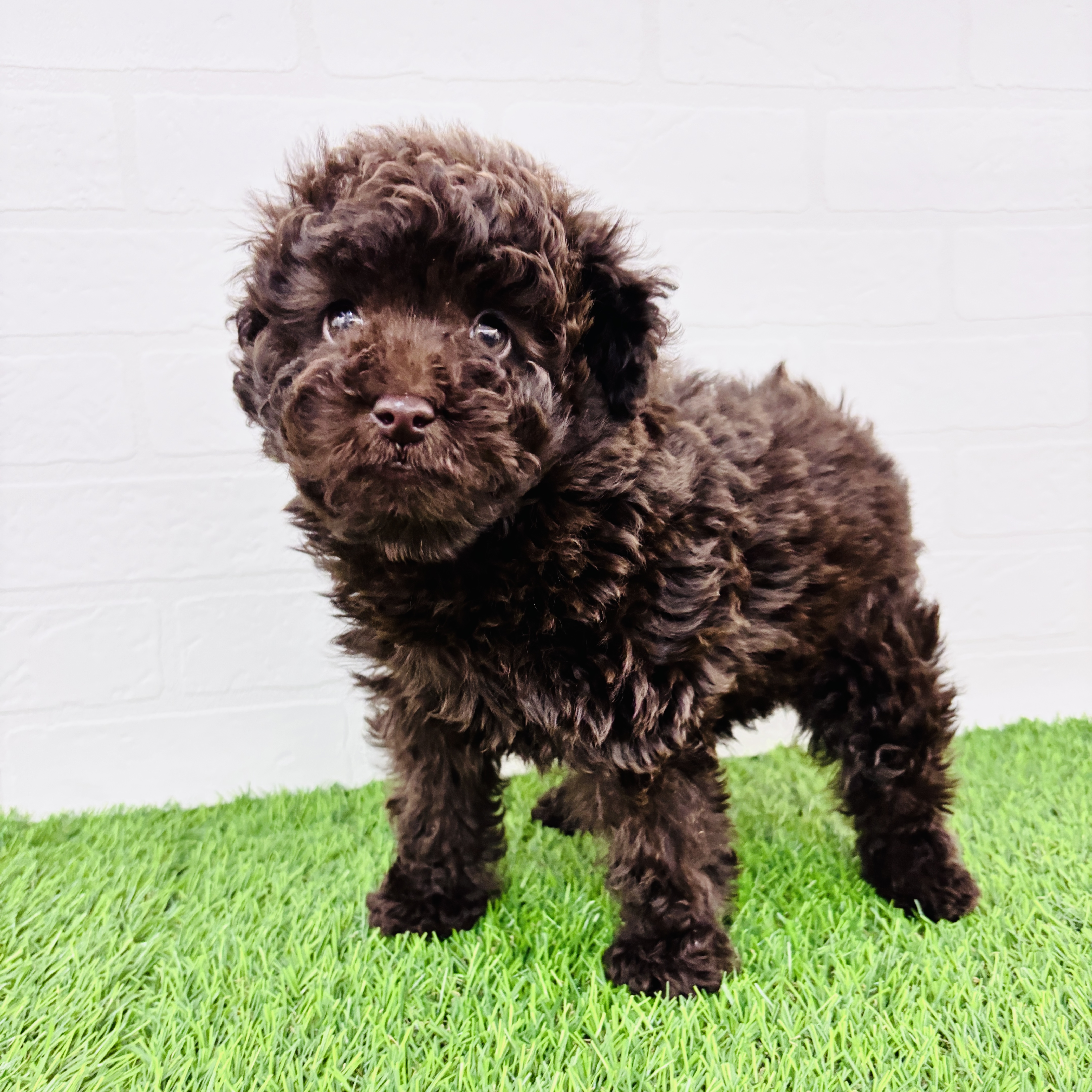 埼玉県のトイプードル(トイ) (ワンニャンハウス春日部店/2025年10月6日生まれ/男の子/ブラウン)の子犬の1枚目の画像