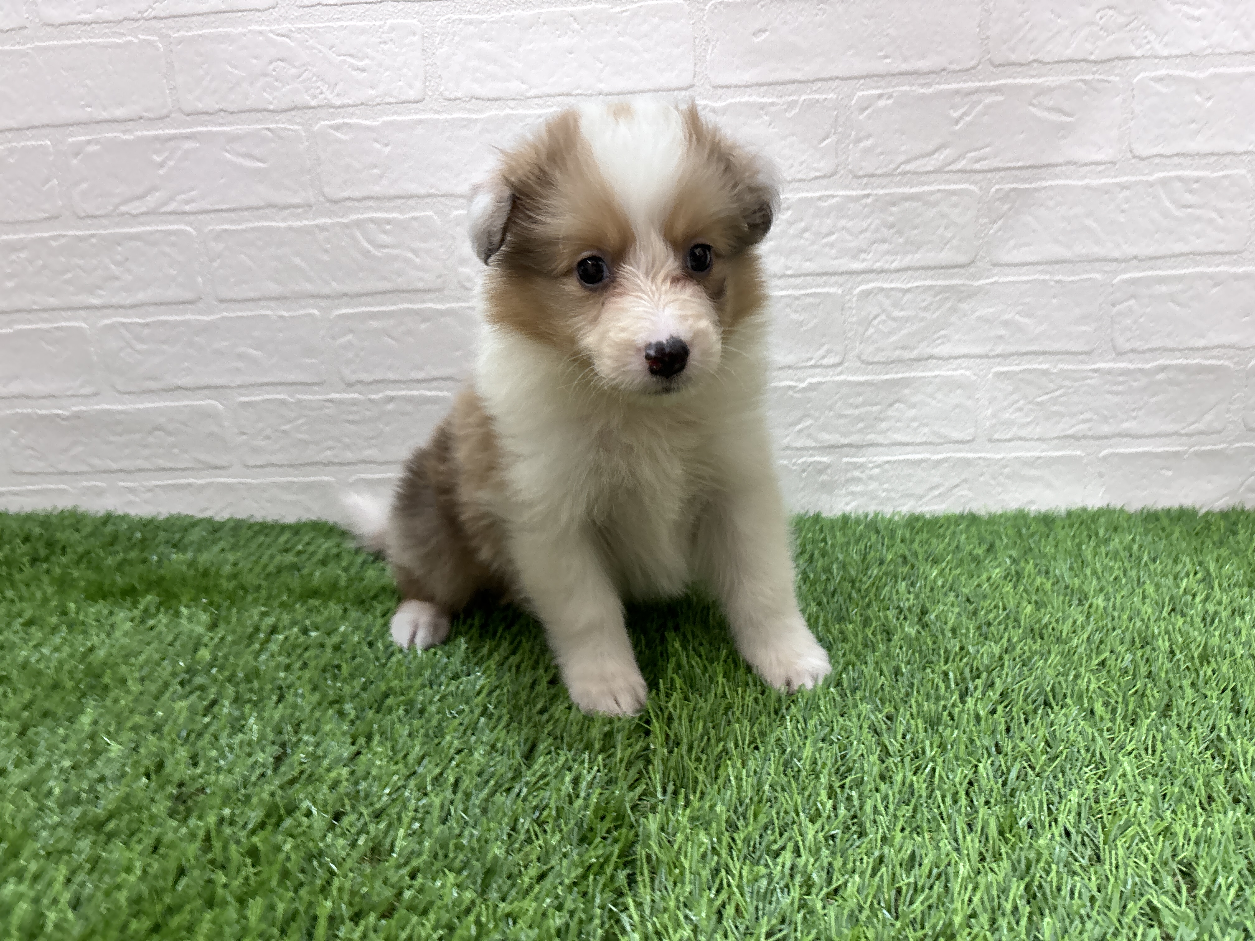 埼玉県のハーフ犬・ミックス犬 (ワンニャンハウス春日部店/2026年2月16日生まれ/女の子/チョコレートマールタンホワイト)の子犬の2枚目の画像