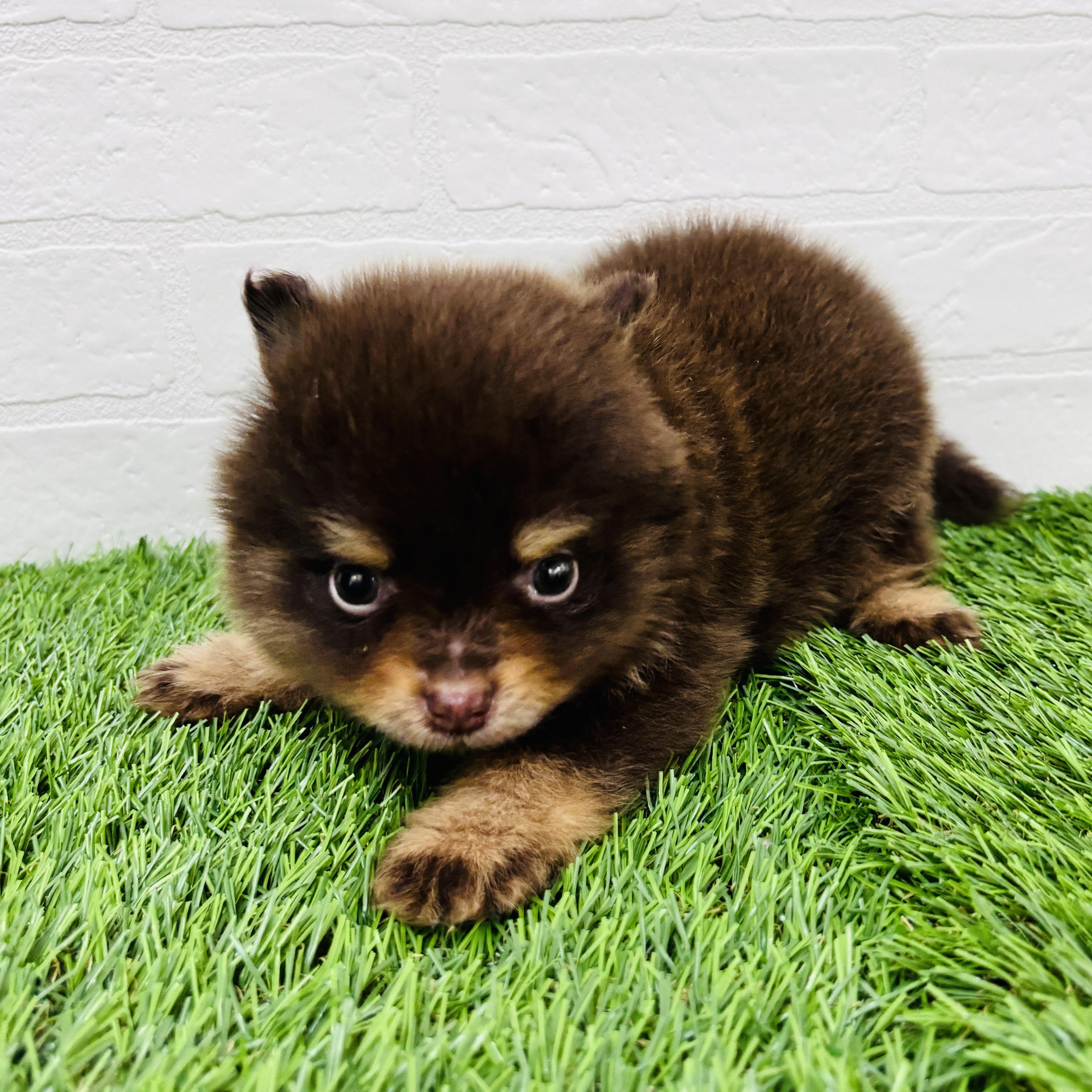 埼玉県のポメラニアン (ワンニャンハウス春日部店/2025年9月16日生まれ/男の子/チョコレートタンホワイト)の子犬の3枚目の画像