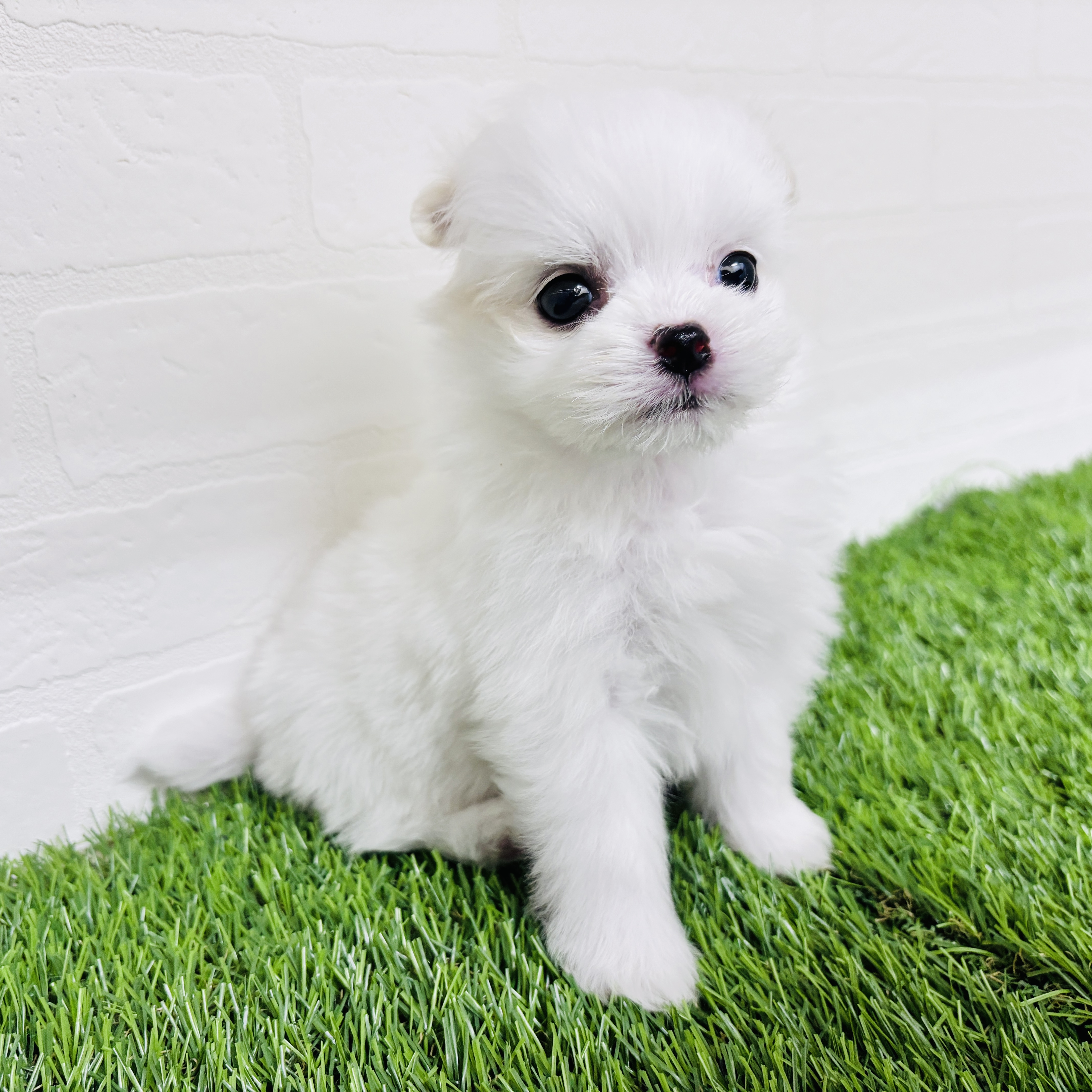 埼玉県のポメマル/マルポメ(ポメラニアン×マルチーズ) (ワンニャンハウス春日部店/2025年10月27日生まれ/女の子/クリームホワイト)の子犬の2枚目の画像