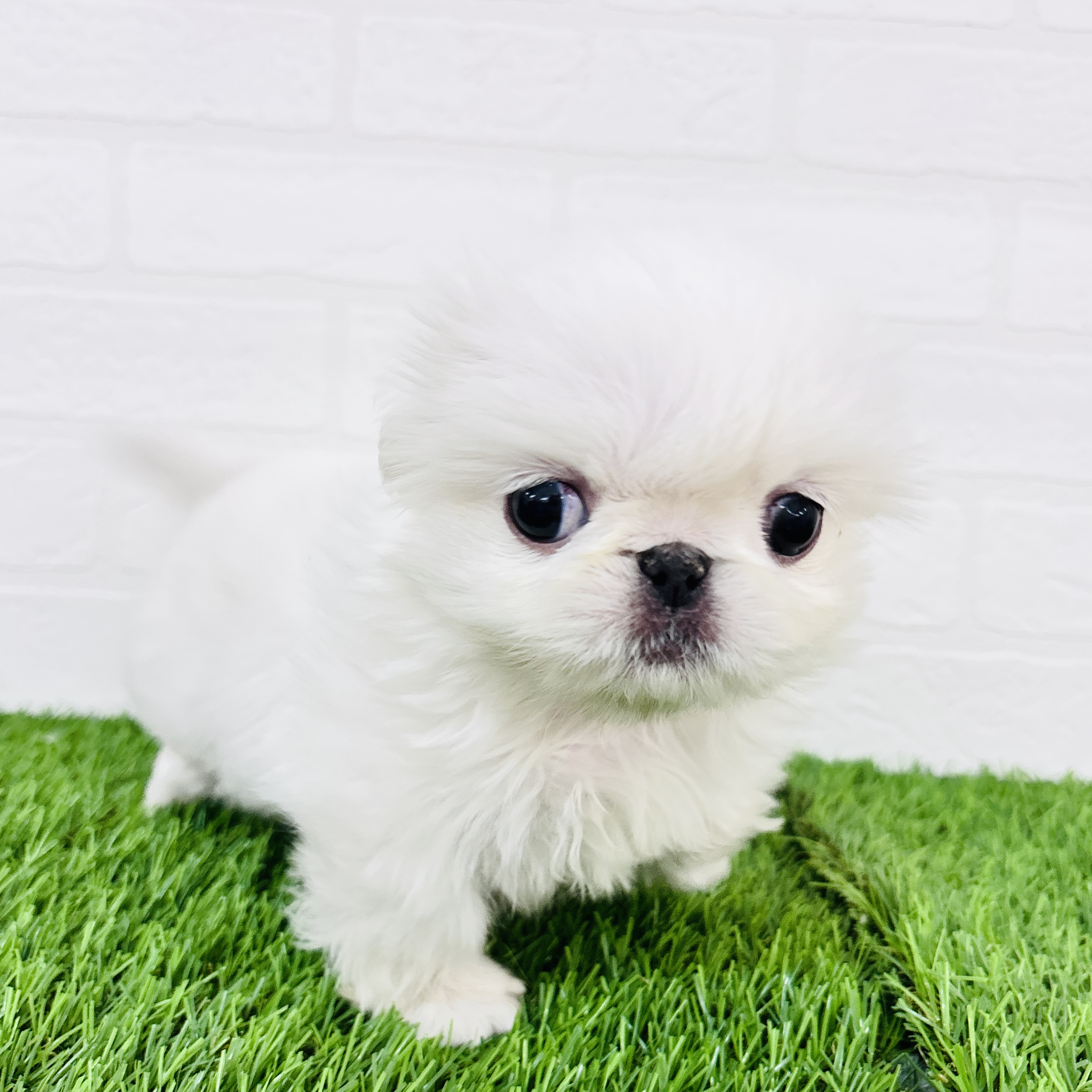 埼玉県のペキニーズ (ワンニャンハウス春日部店/2025年11月11日生まれ/女の子/ホワイト)の子犬の3枚目の画像