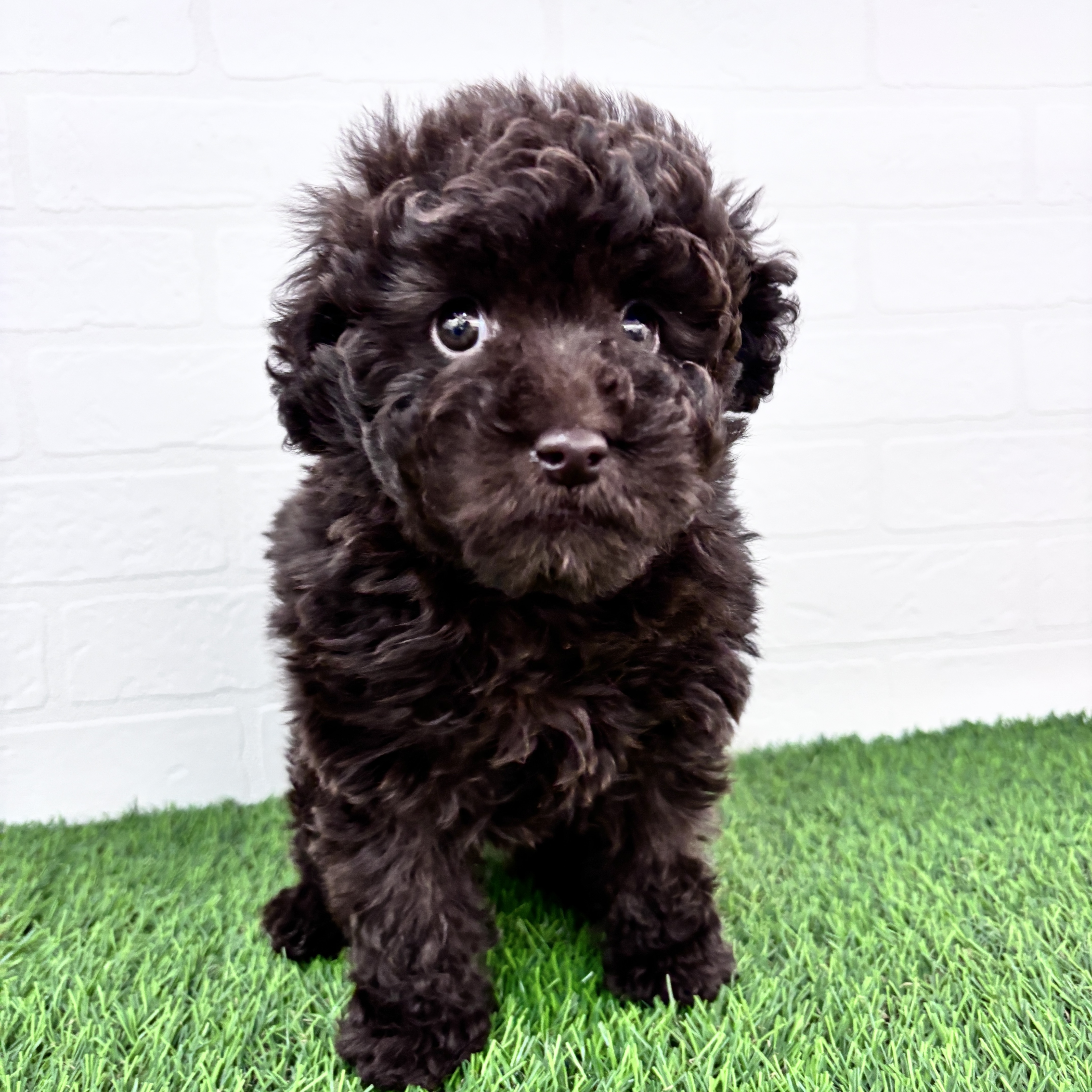 埼玉県のトイプードル(トイ) (ワンニャンハウス春日部店/2025年10月6日生まれ/男の子/ブラウン)の子犬の2枚目の画像