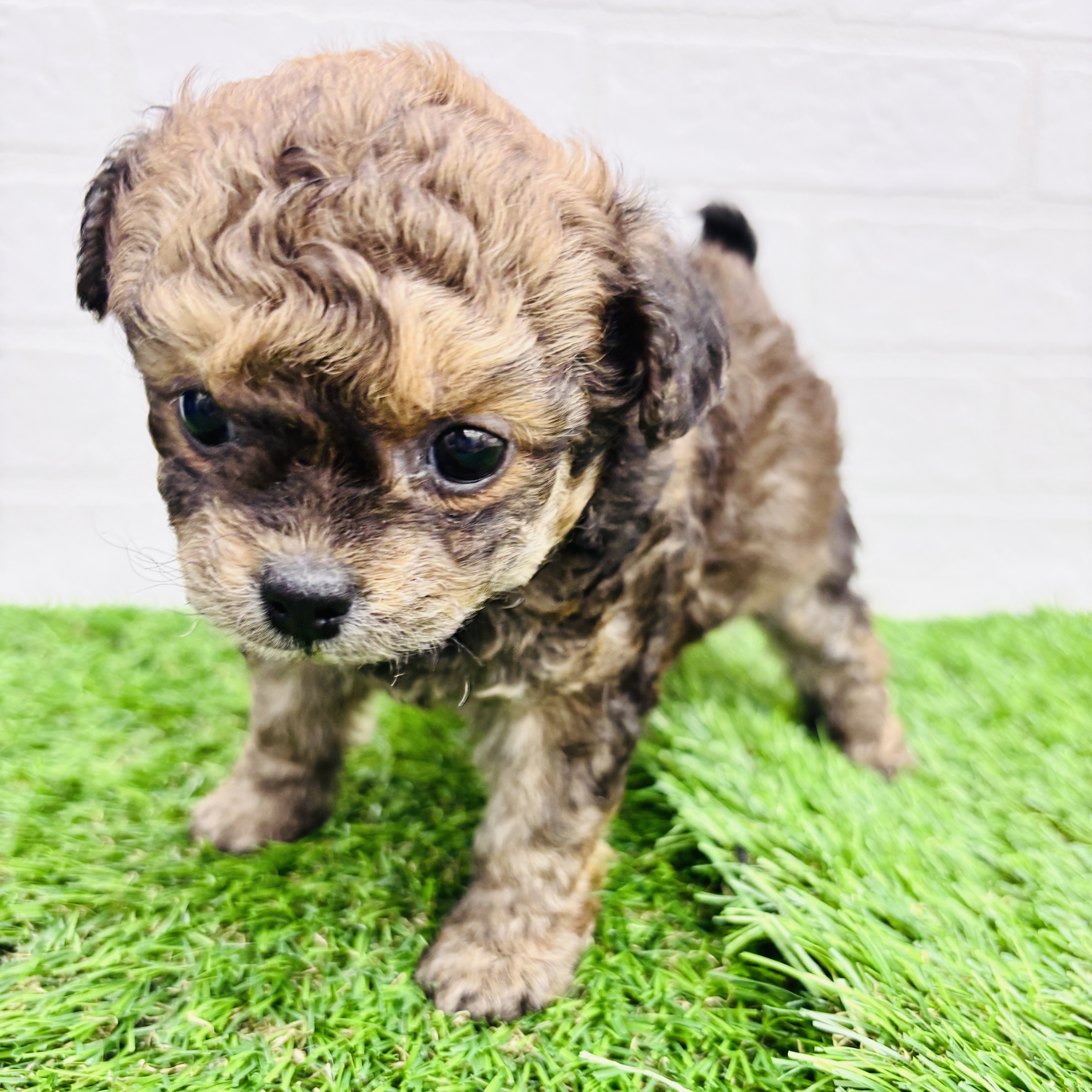 埼玉県のチワプー/プーチー(チワワ×プードル) (ワンニャンハウス春日部店/2025年9月8日生まれ/女の子/ブリンドル)の子犬の3枚目の画像